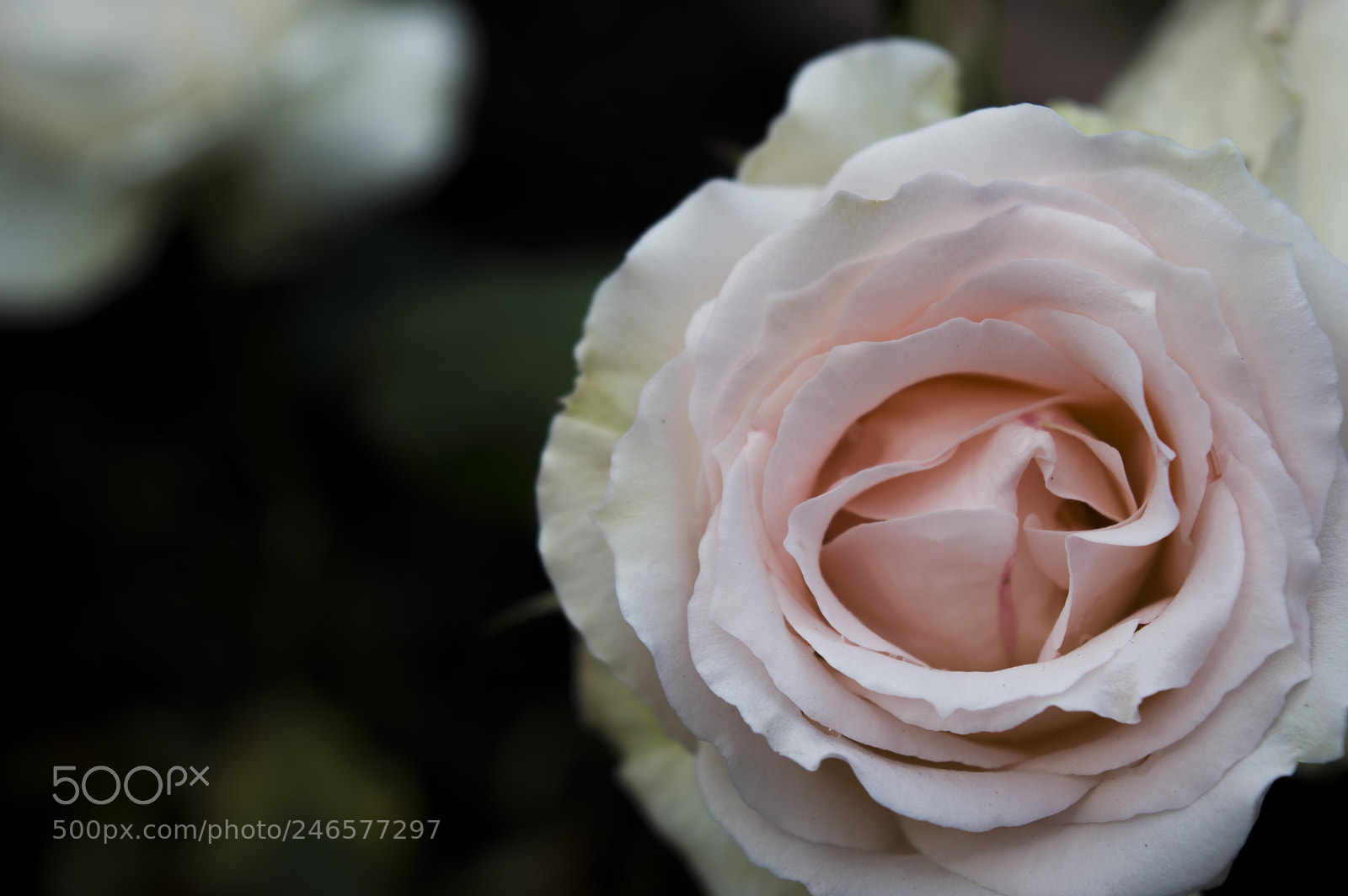 Nikon D3200 sample photo. Flowers photography