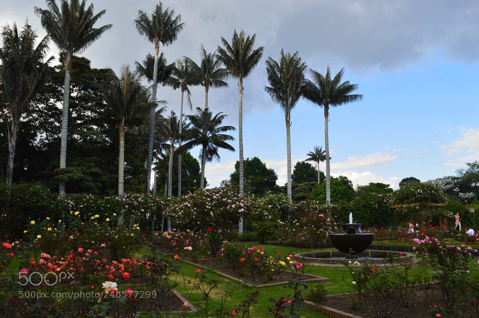 Nikon D3200 sample photo. Flowers photography