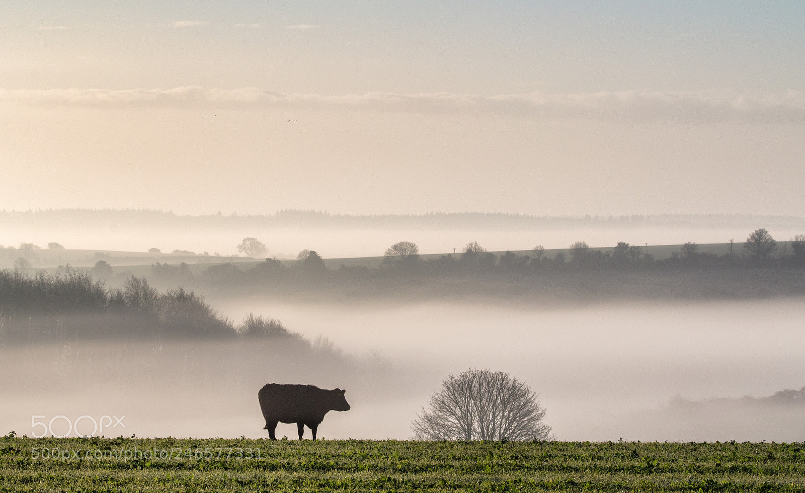 Canon EOS 7D Mark II sample photo. A beautiful morning photography