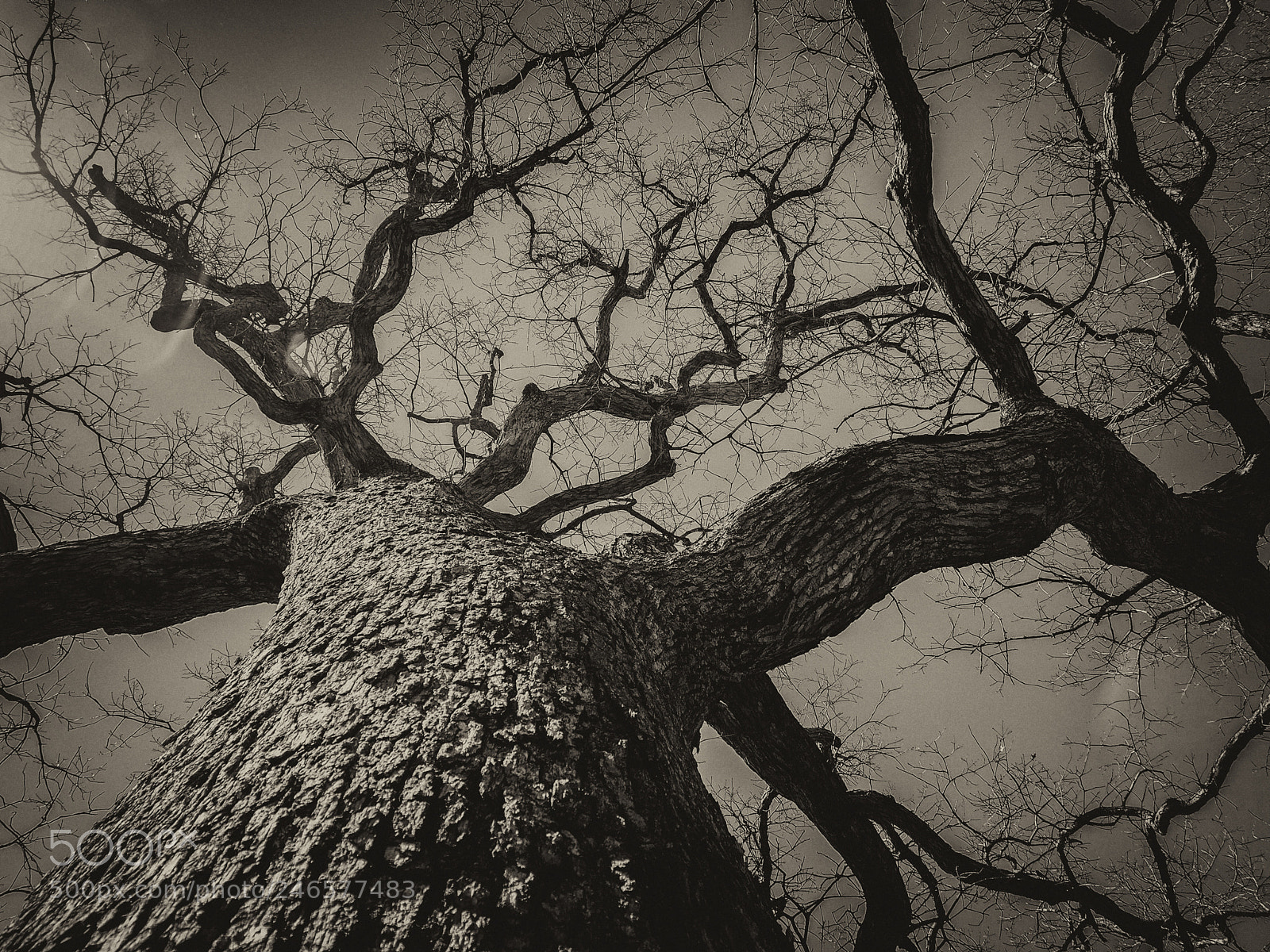 Olympus OM-D E-M5 sample photo. Limbs photography