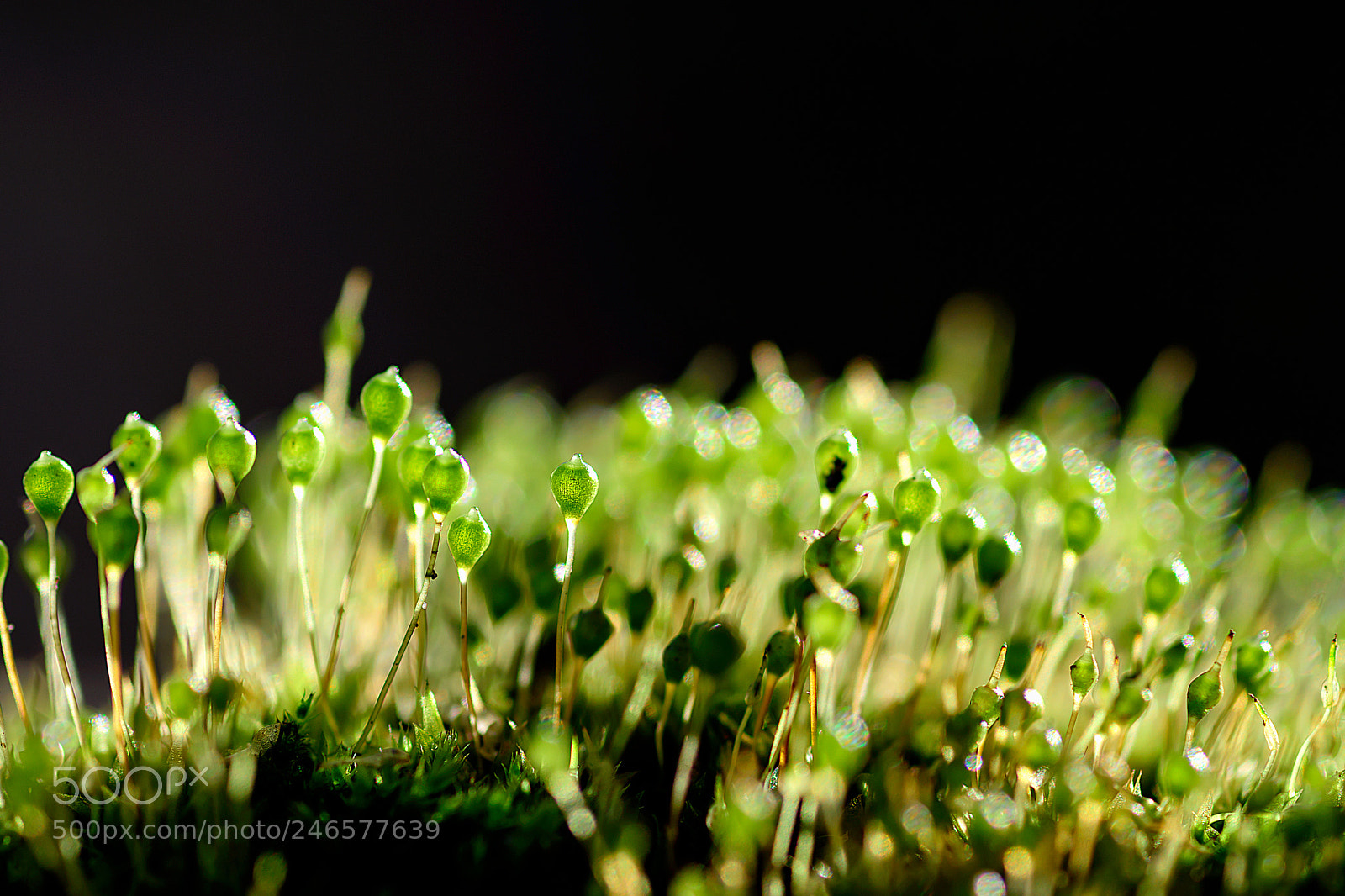 Nikon D500 sample photo. Moss photography