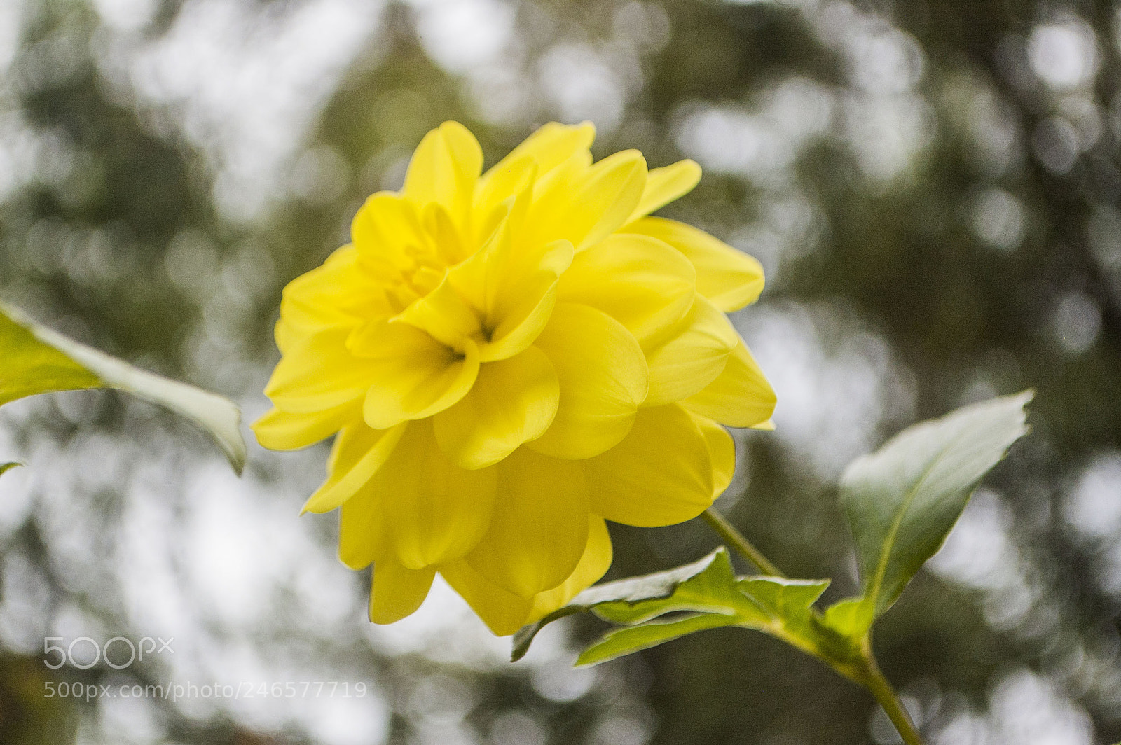 Nikon D70s sample photo. As smart object photography