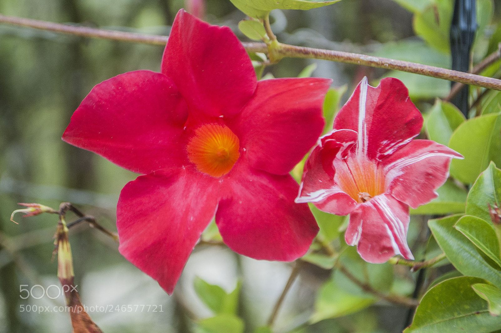 Nikon D70s sample photo. As smart object photography