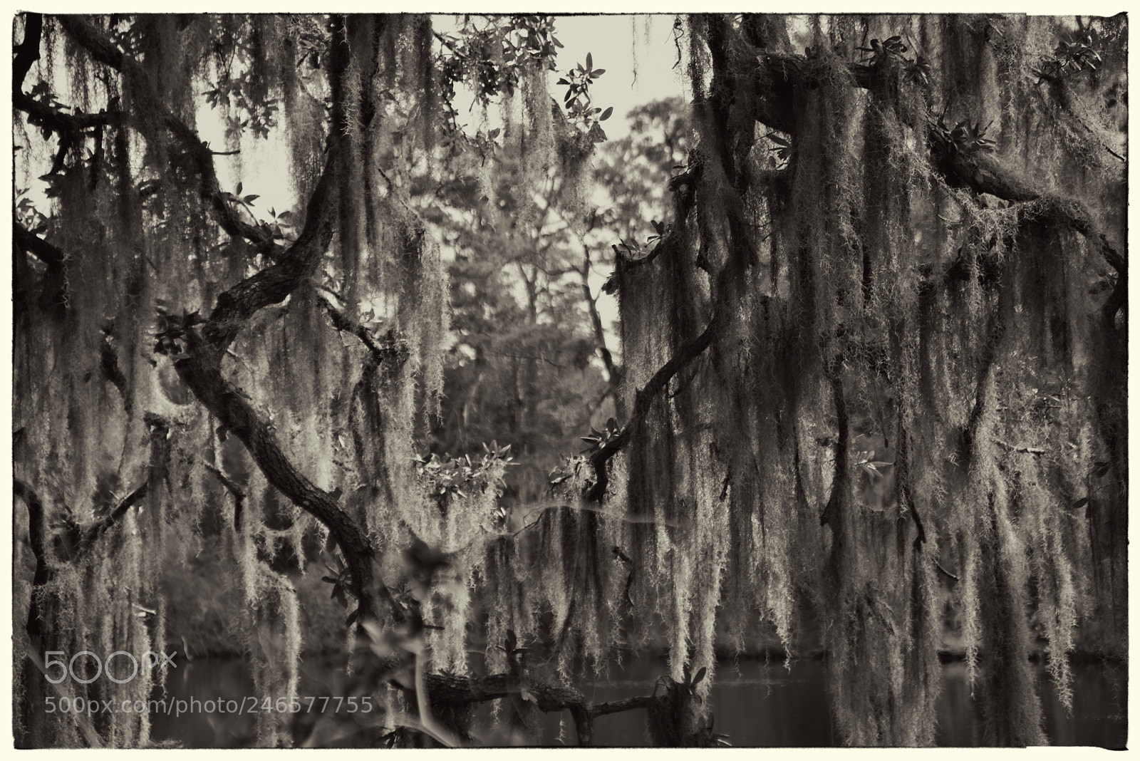 Nikon D810 sample photo. Airlie gardens, spanish moss photography