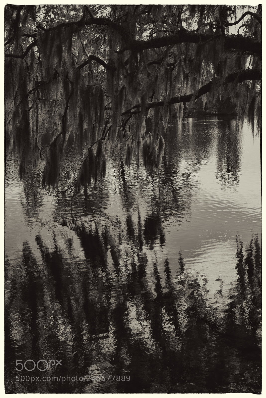 Nikon D810 sample photo. Airlie gardens, spanish moss photography