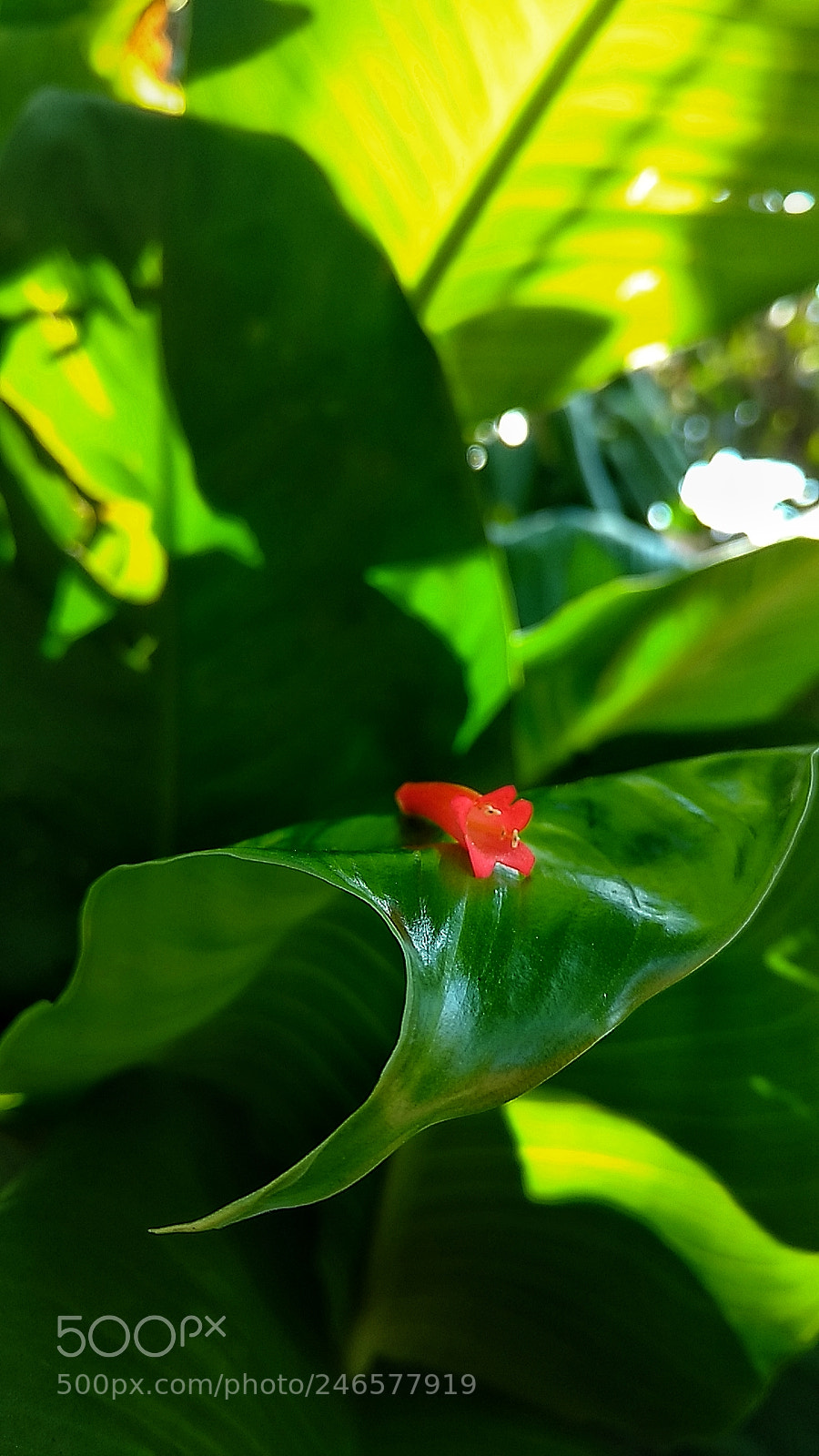 Motorola Moto X Play sample photo. Untitled photography