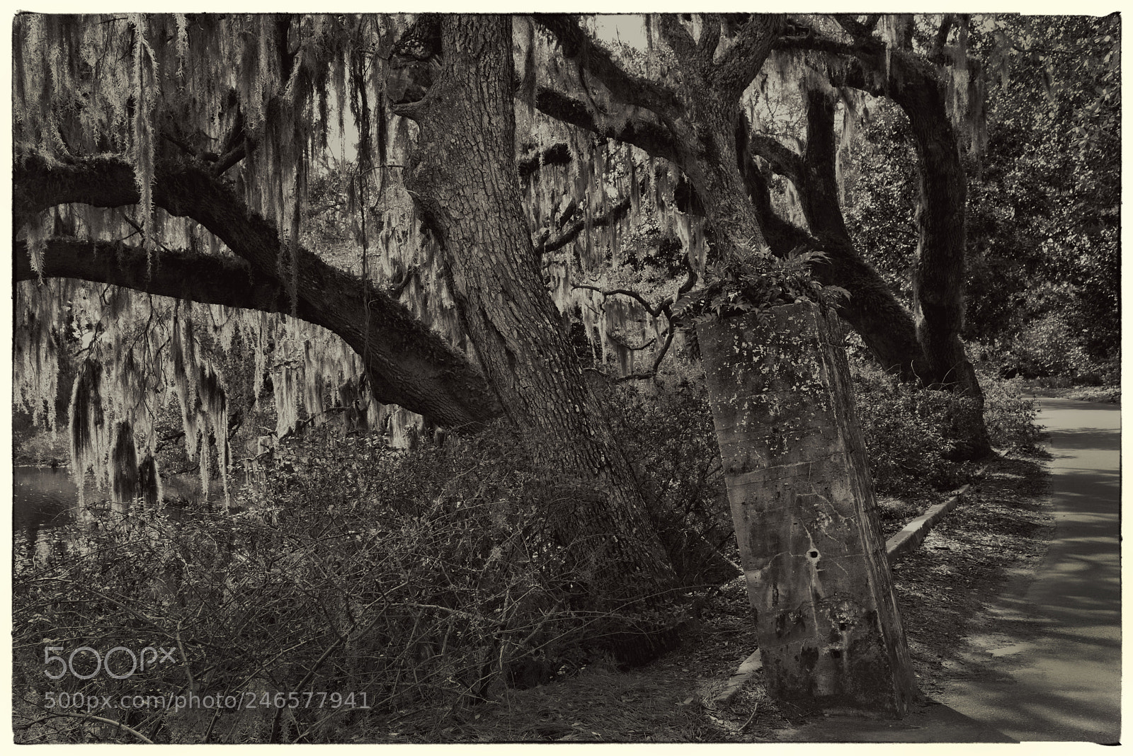 Nikon D810 sample photo. "airlie gardens, leaning" photography