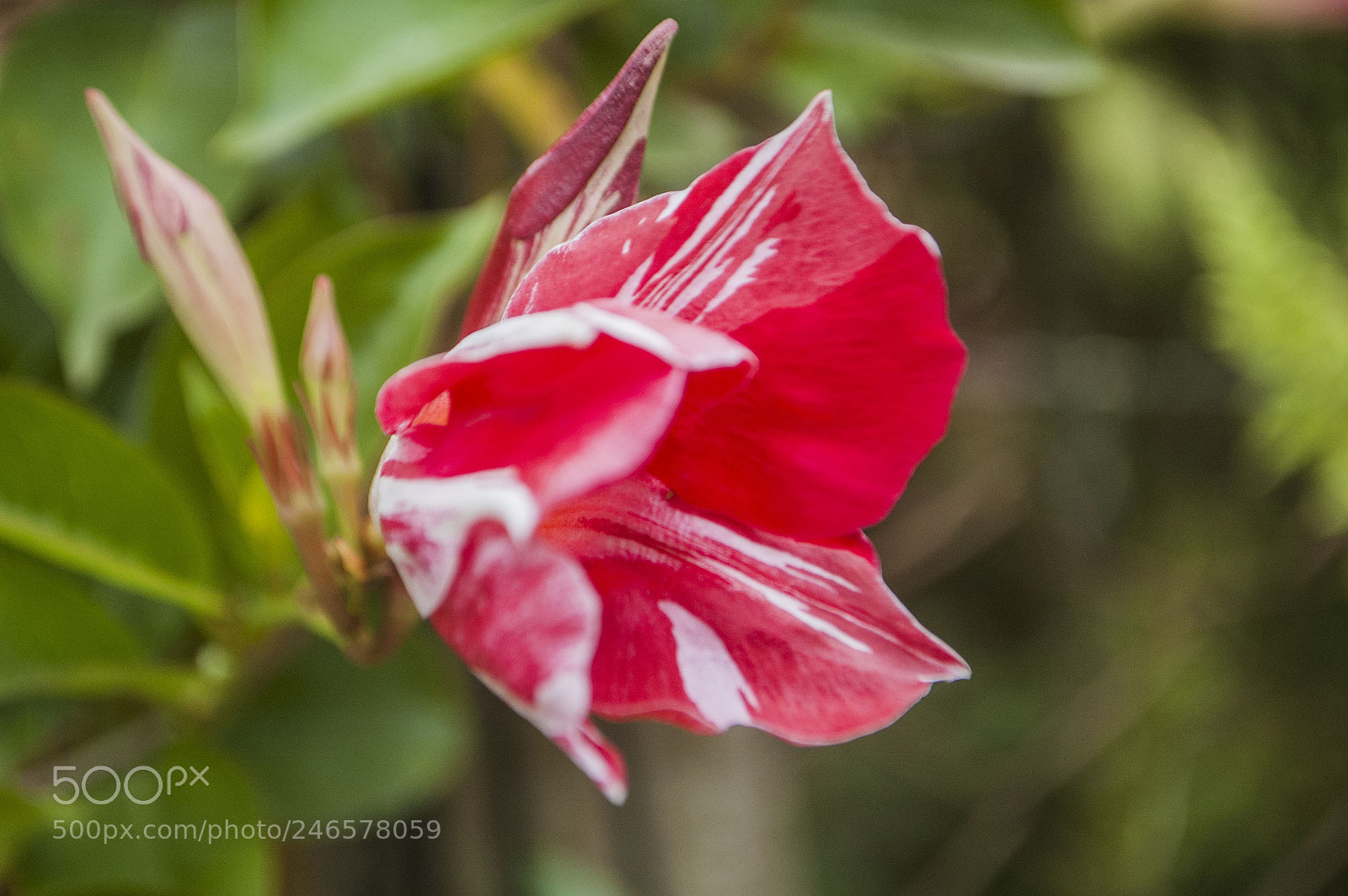 Nikon D70s sample photo. As smart object photography