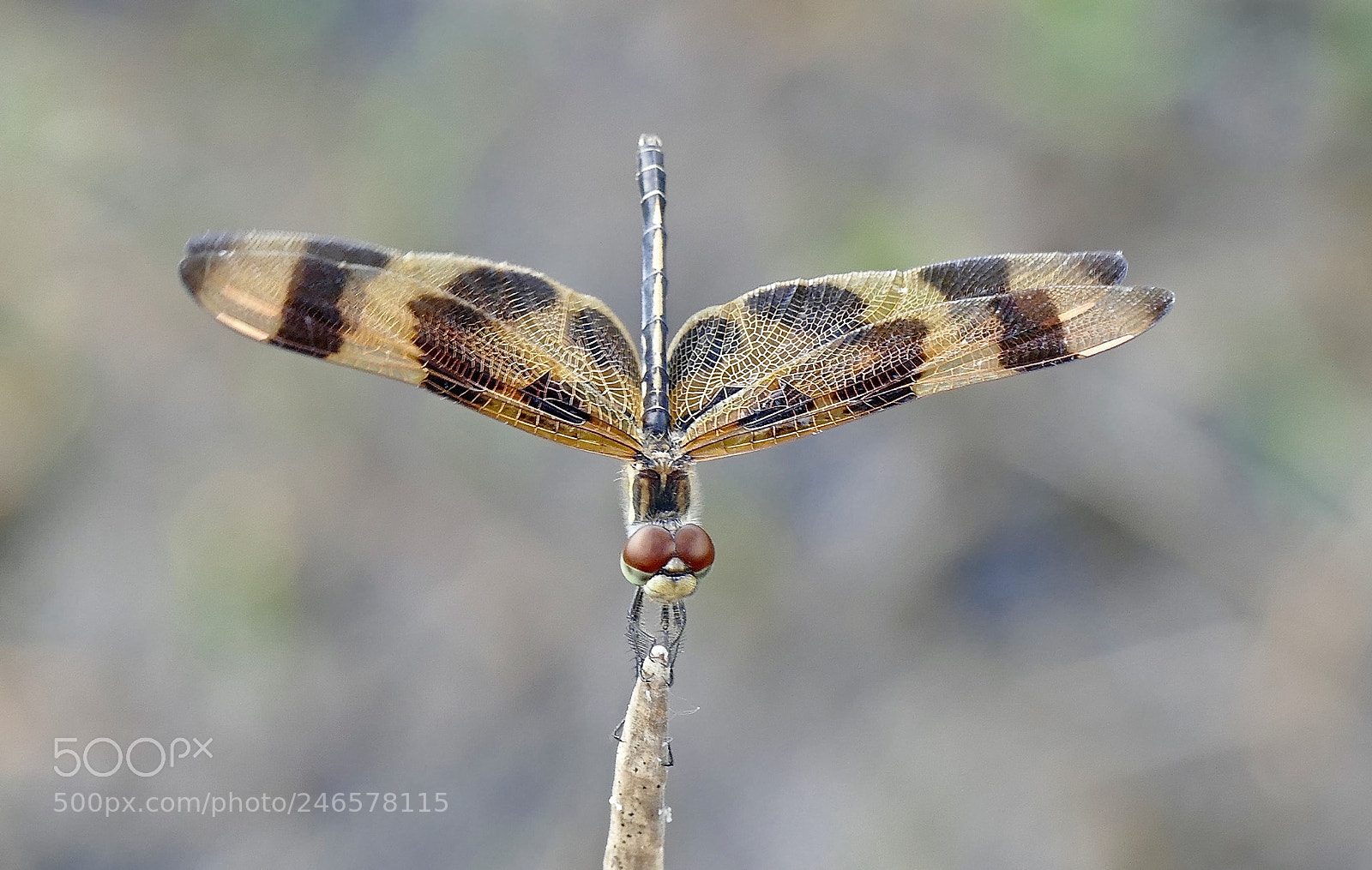 Panasonic Lumix DMC-FZ1000 sample photo. Dragonfly photography