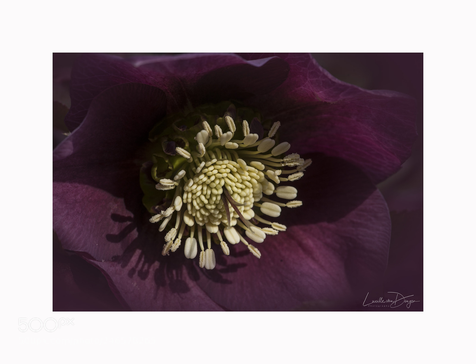Sony a7R II sample photo. Helleborus orientalis purpurea photography