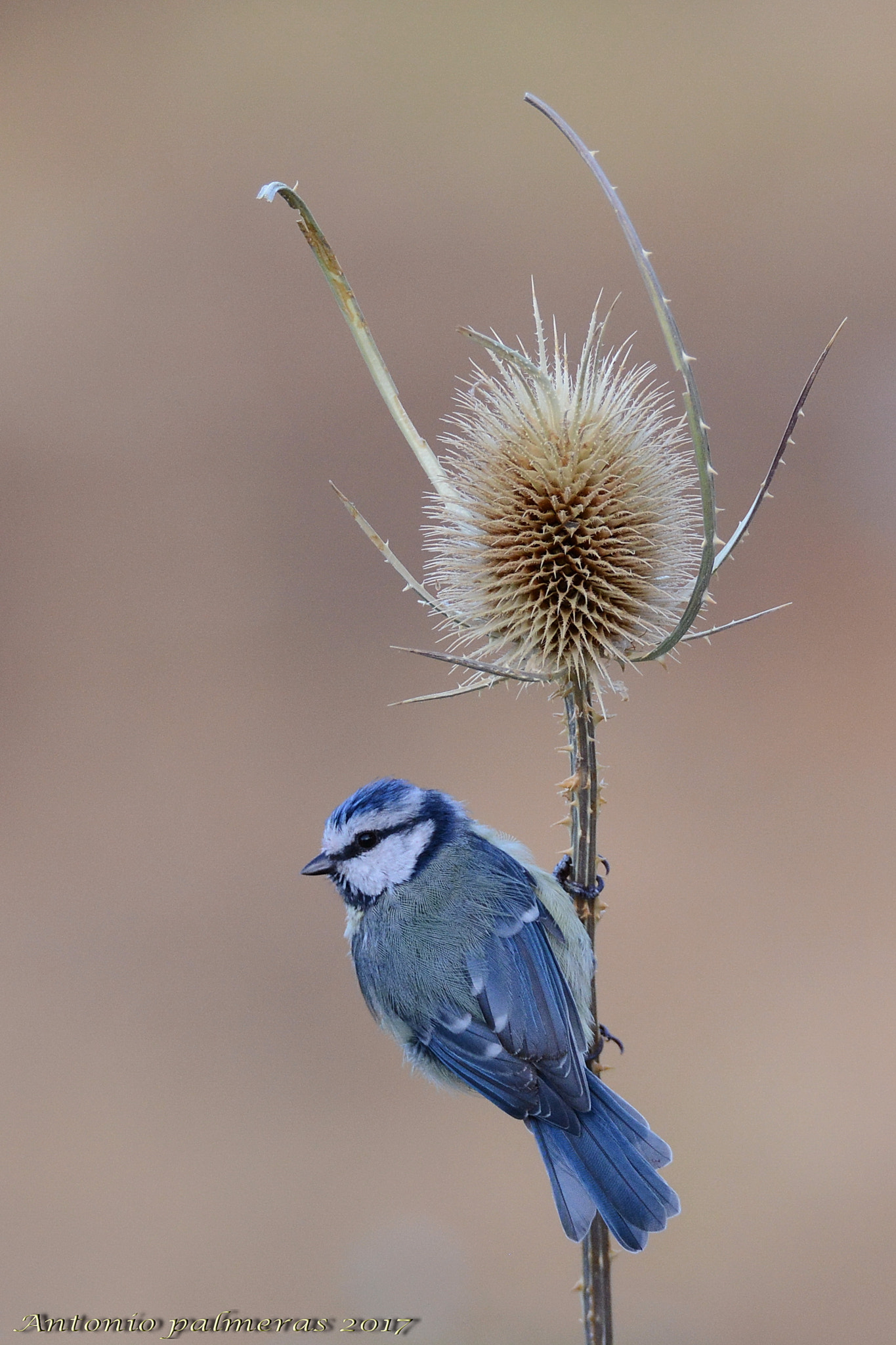 Nikon D7100 + Sigma 150-600mm F5-6.3 DG OS HSM | S sample photo. Herrerillo photography