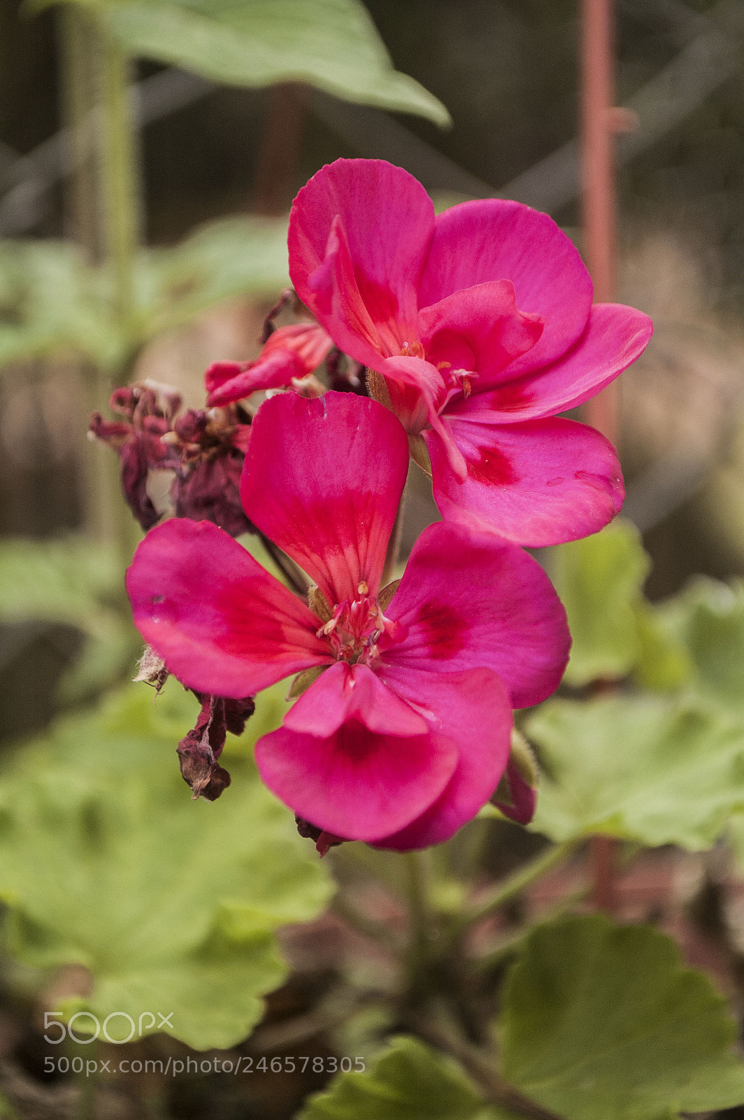 Nikon D70s sample photo. As smart object photography