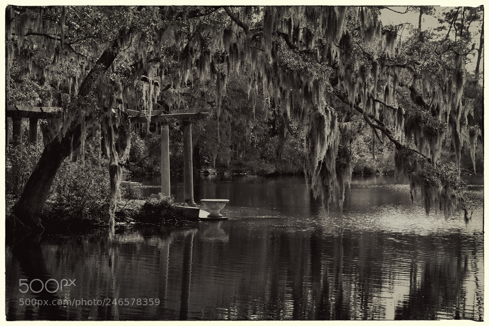 Nikon D810 sample photo. Airlie gardens, spanish moss photography
