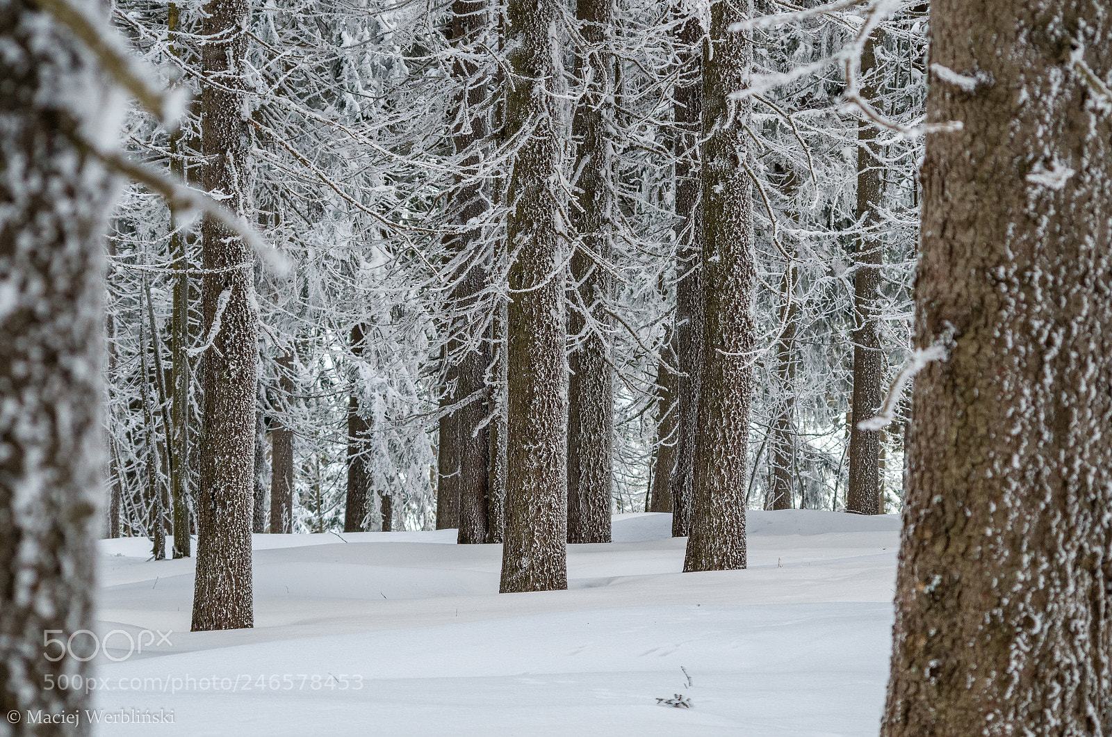 Pentax K-50 sample photo. Winter moods photography