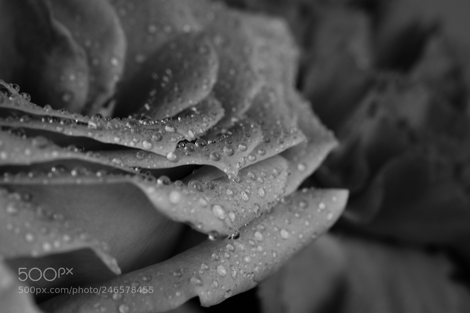 Nikon D5600 sample photo. Untitled photography