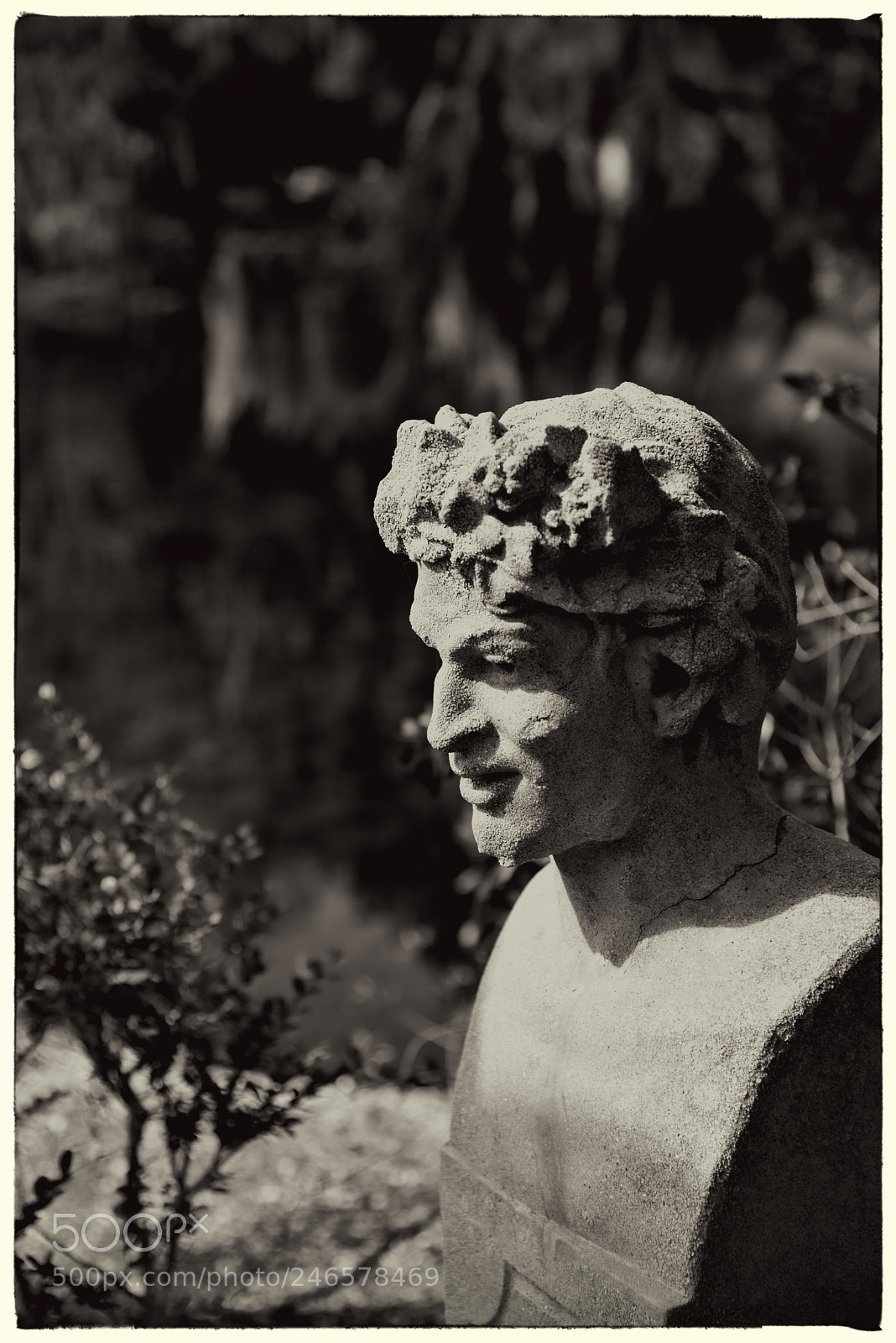 Nikon D810 sample photo. Airlie gardens, b w photography