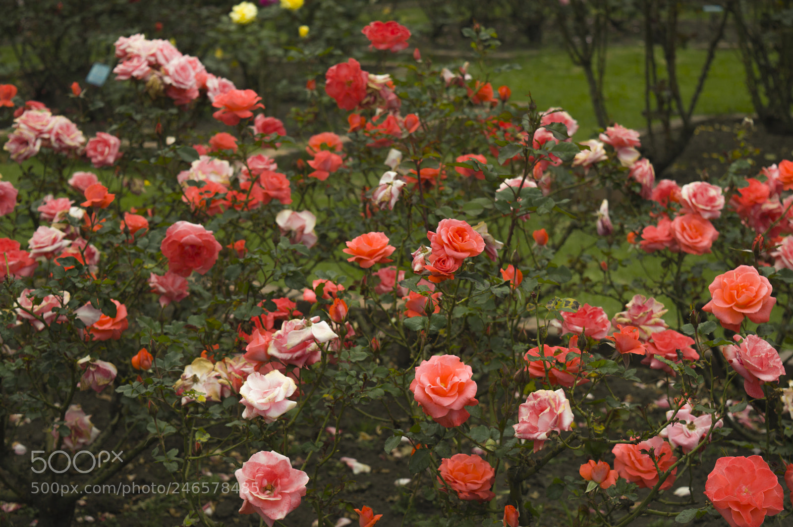 Nikon D3200 sample photo. Jardin de rosas photography