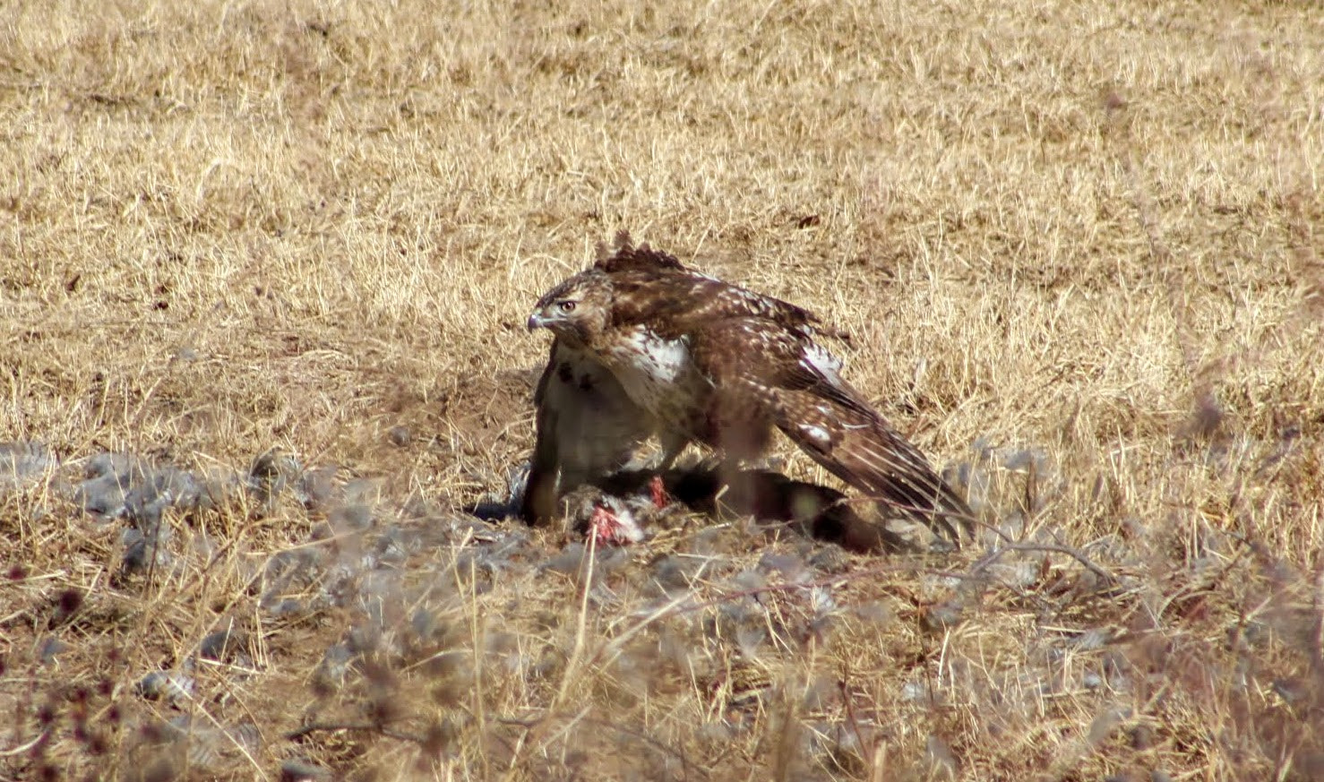 EF75-300mm f/4-5.6 sample photo. Hawk killing hawk photography