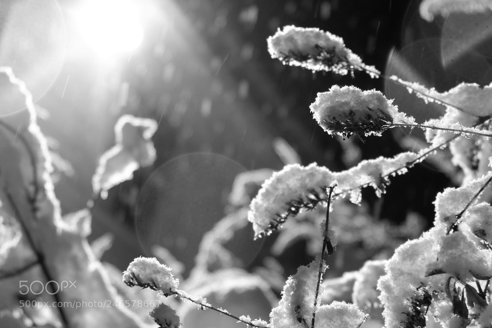 Fujifilm X-A3 sample photo. Mini blizzard february 2018 photography
