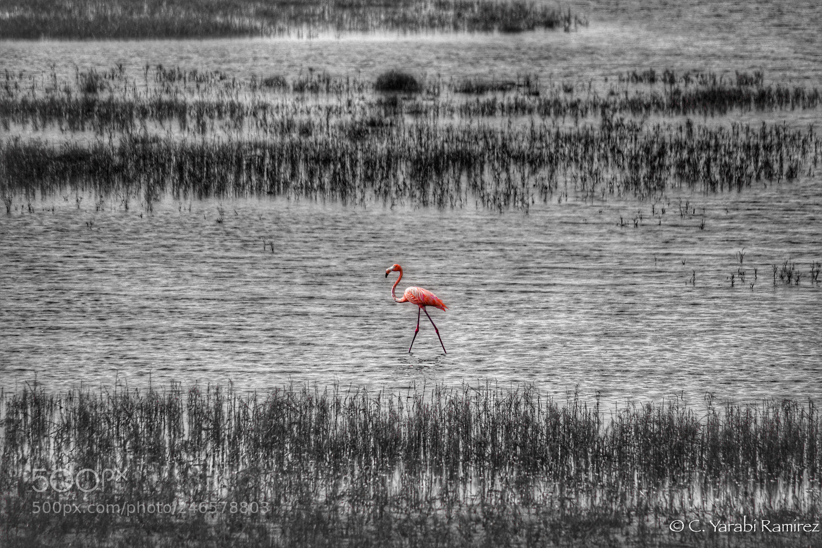 Nikon D5200 sample photo. Ib flamingo photography
