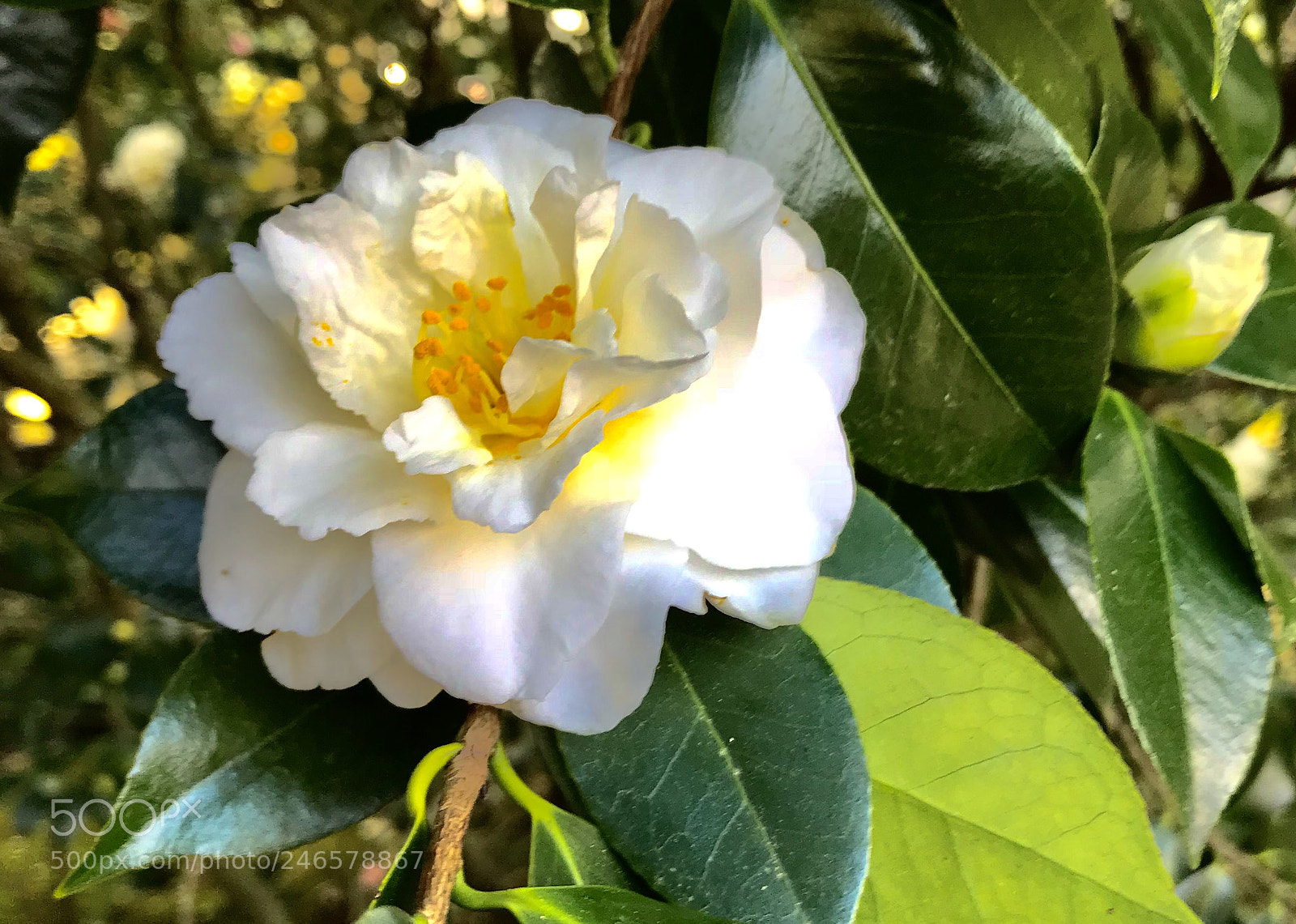 Apple iPhone 7 Plus sample photo. February camellia, mill valley photography