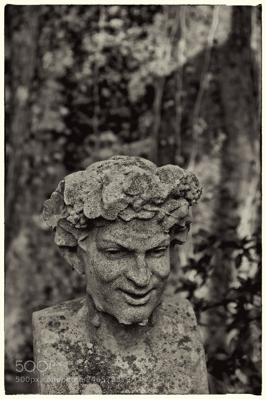 Nikon D810 sample photo. Airlie gardens, b w photography
