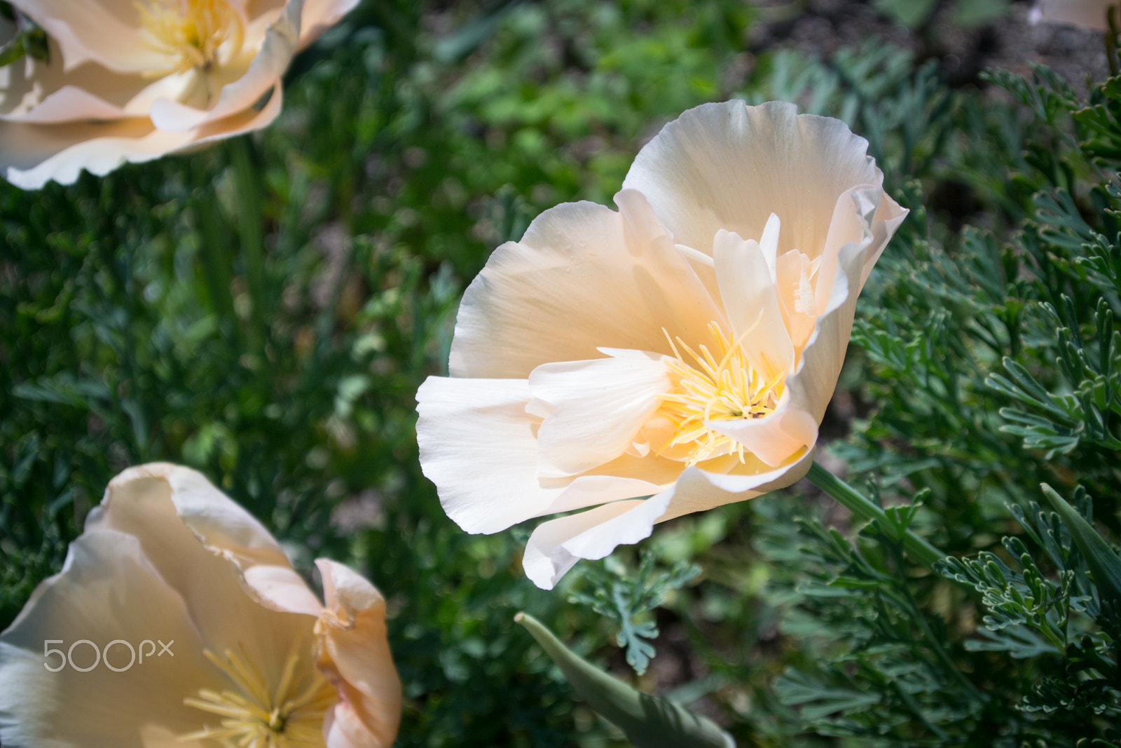 Nikon 1 V2 sample photo. 39449144475.jpg photography