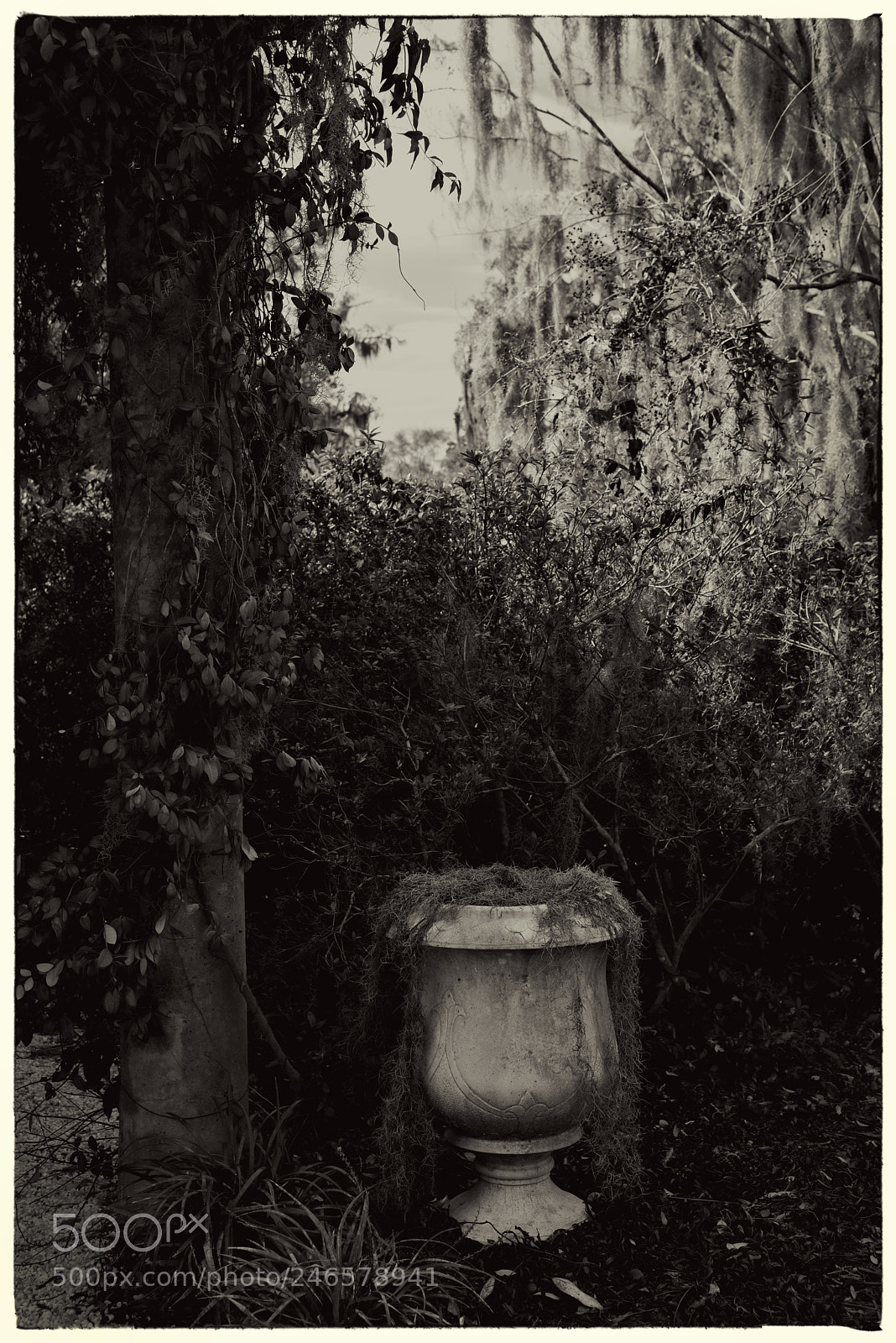 Nikon D810 sample photo. A airlie gardens, still photography