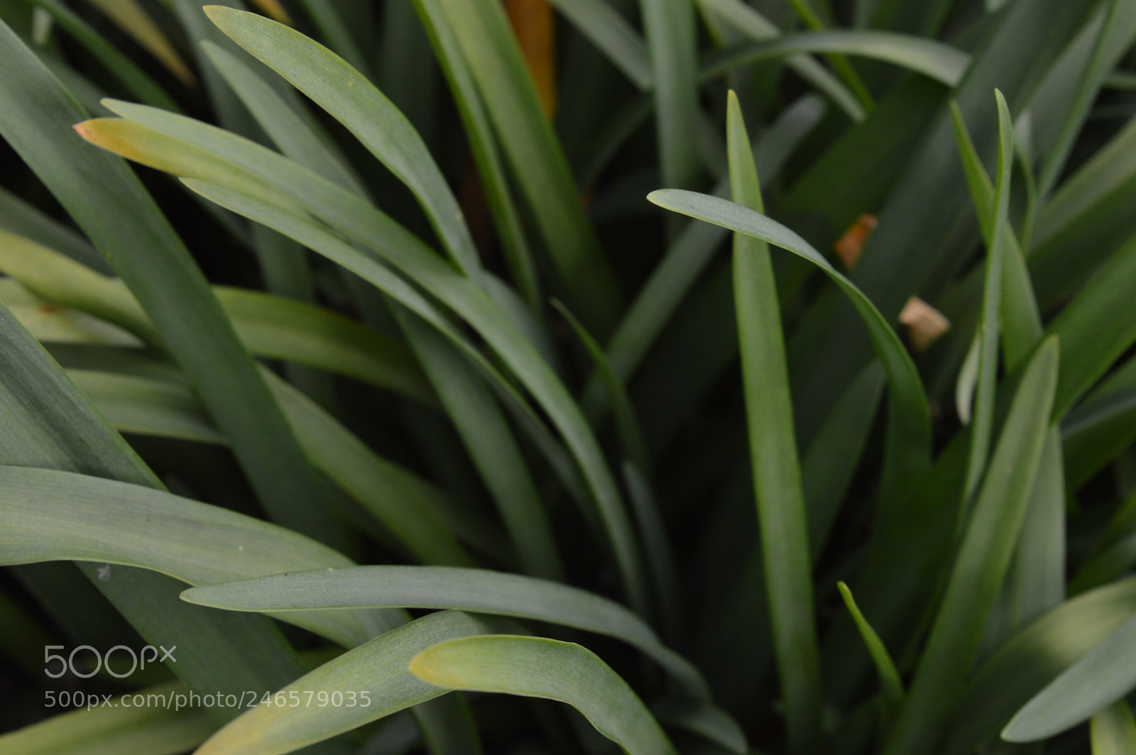 Nikon D3200 sample photo. Grass. photography