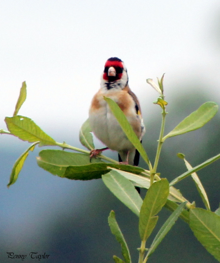 EF75-300mm f/4-5.6 sample photo. Goldfinch photography
