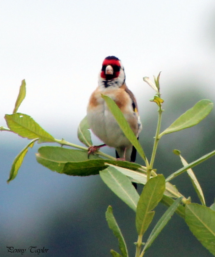 Canon EOS 1100D (EOS Rebel T3 / EOS Kiss X50) + EF75-300mm f/4-5.6 sample photo. Goldfinch photography