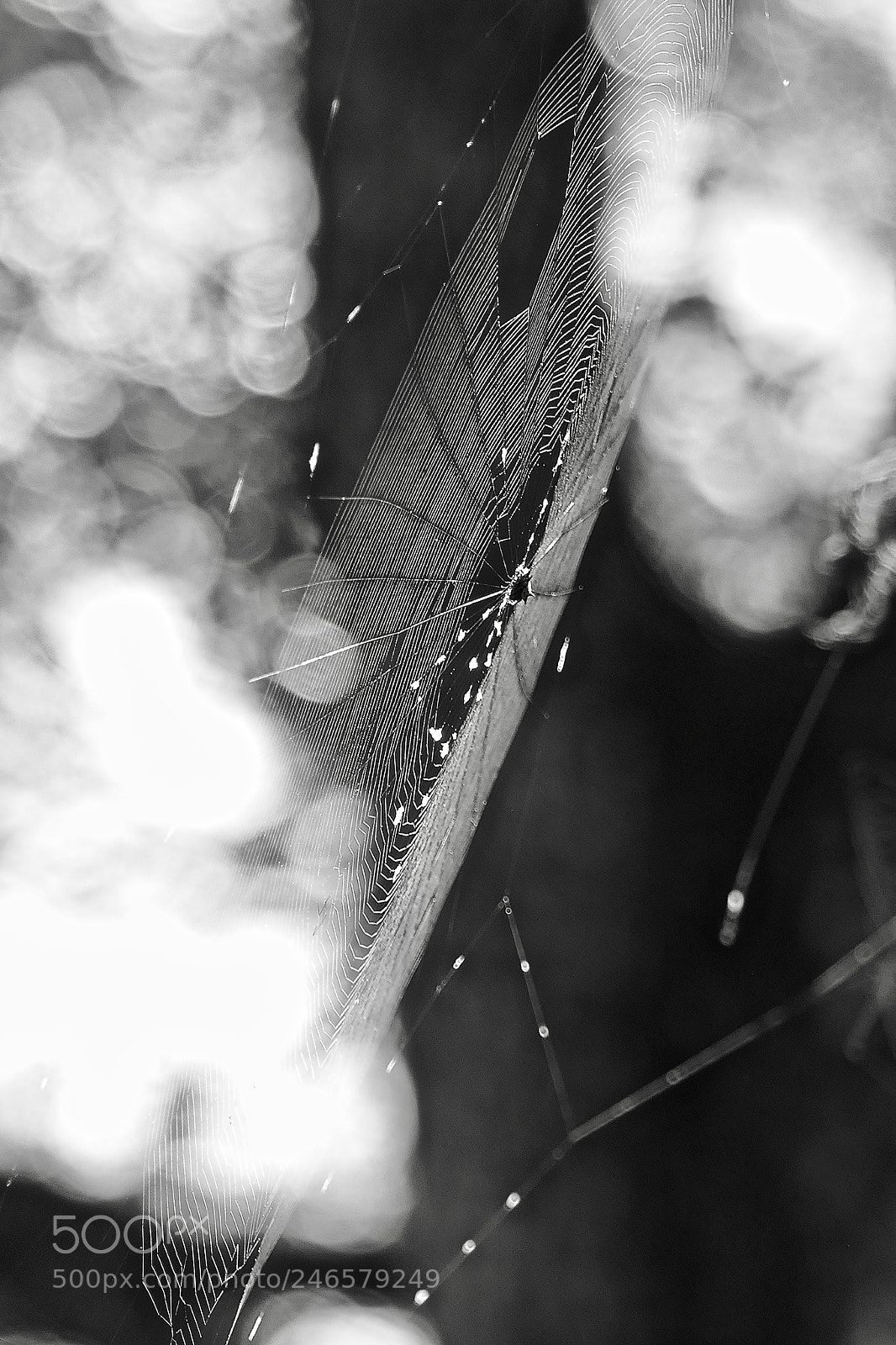 Panasonic Lumix DMC-FZ1000 sample photo. Spider web photography