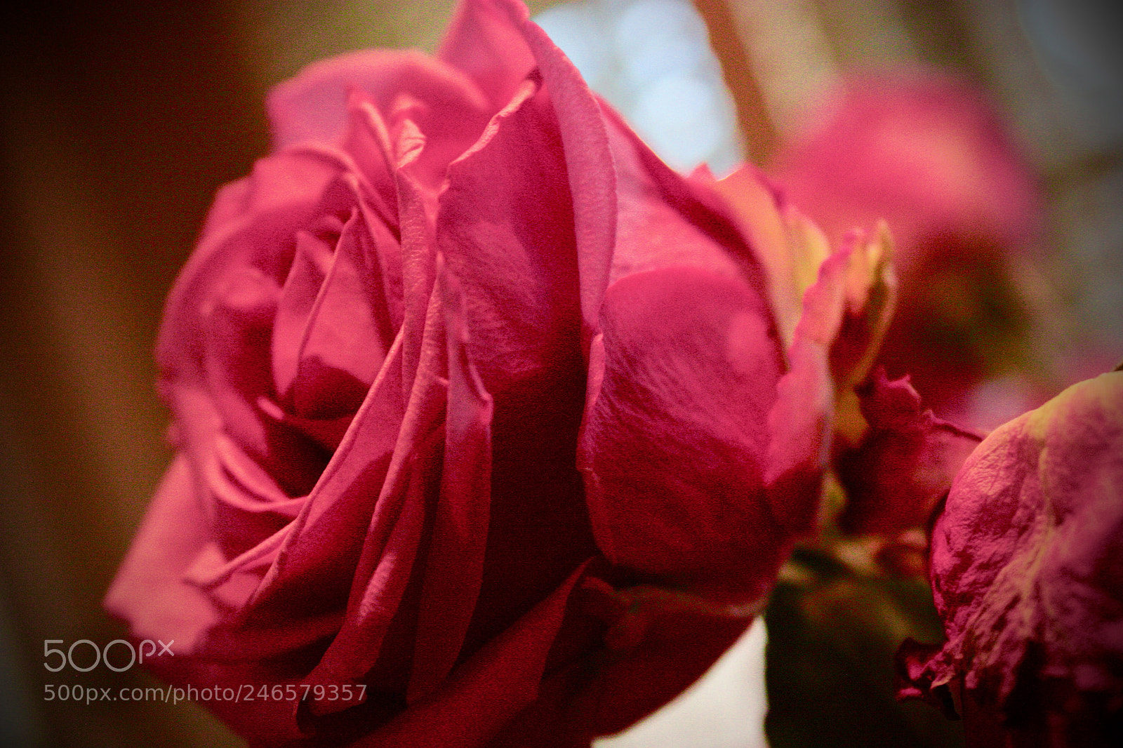 Canon EOS 450D (EOS Rebel XSi / EOS Kiss X2) sample photo. Pink rose photography