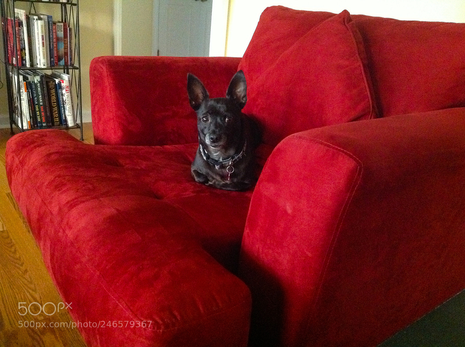Apple iPad sample photo. My dog pepper photography