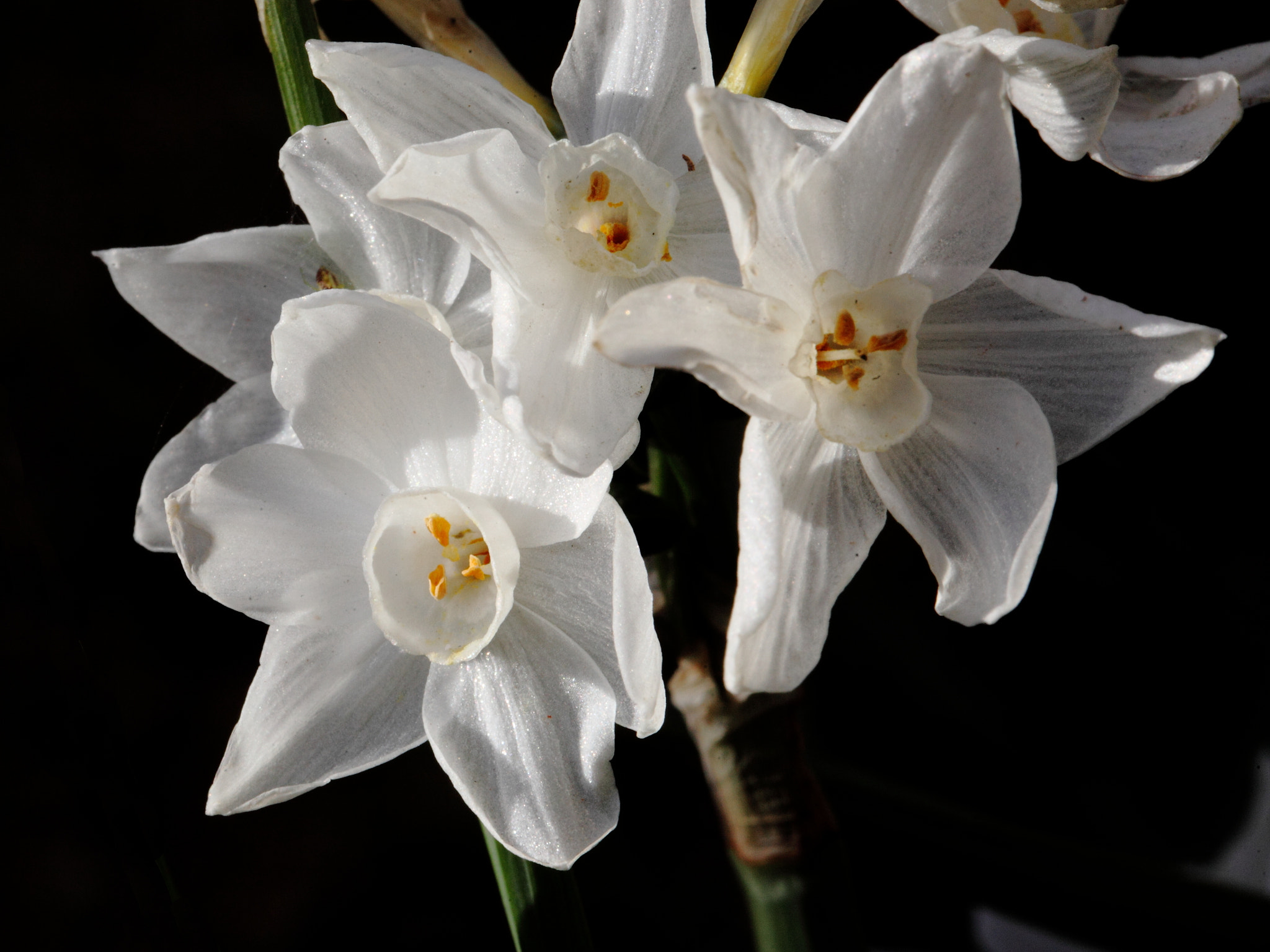 Canon EF 100mm F2.8L Macro IS USM sample photo. Jpg photography