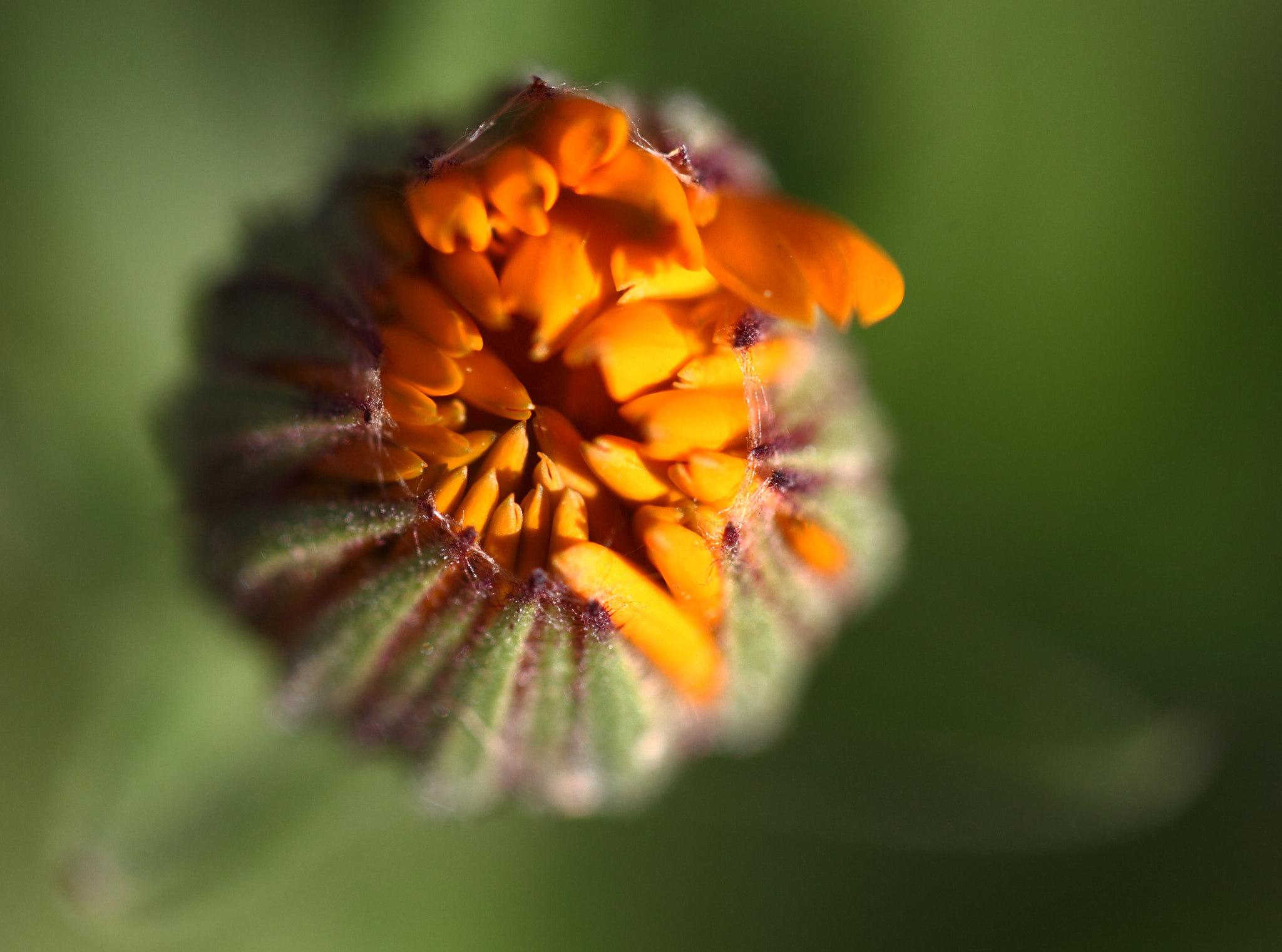 Canon EF 100mm F2.8L Macro IS USM sample photo. Jpg photography