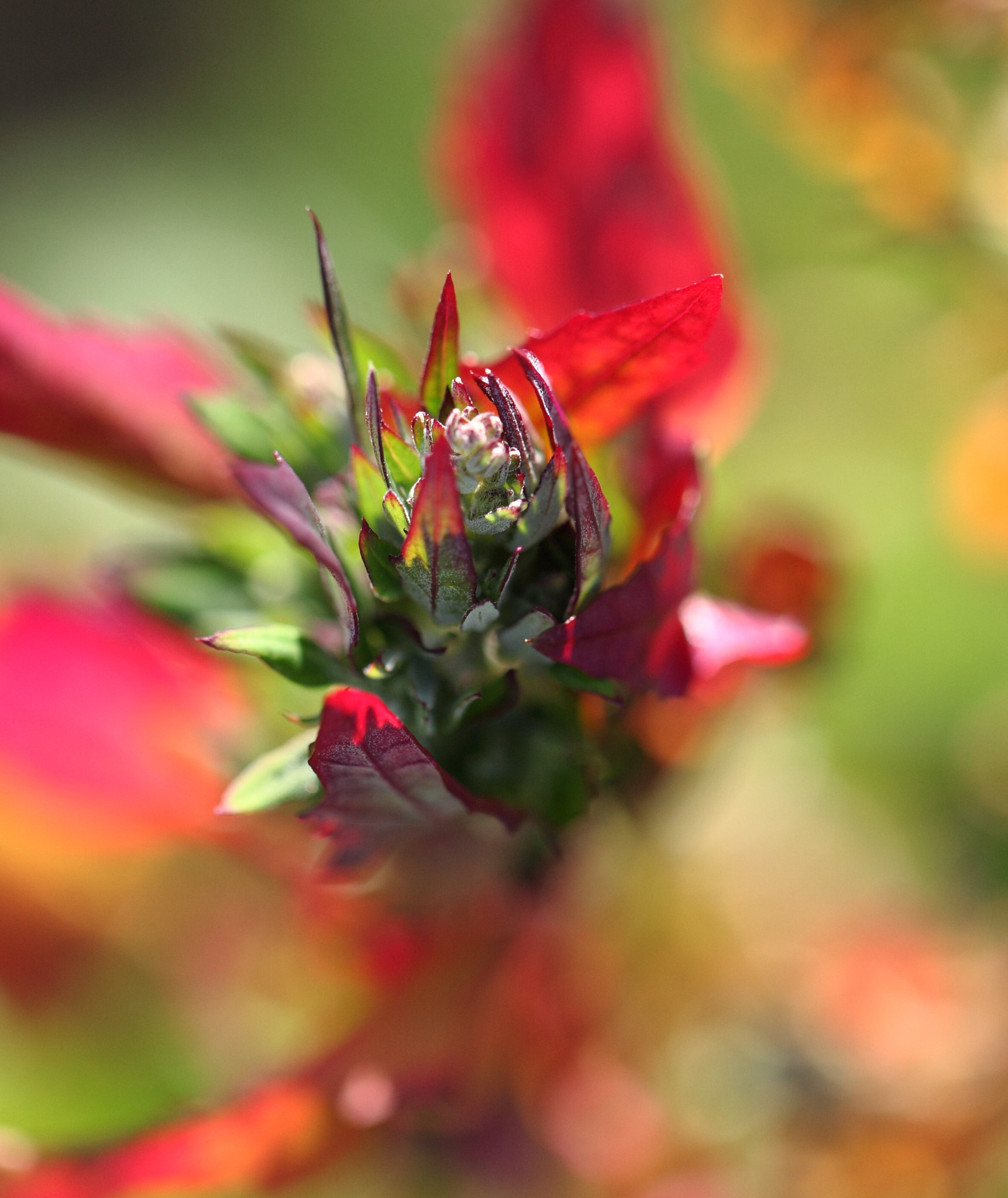 Canon EF 100mm F2.8L Macro IS USM sample photo. Jpg photography