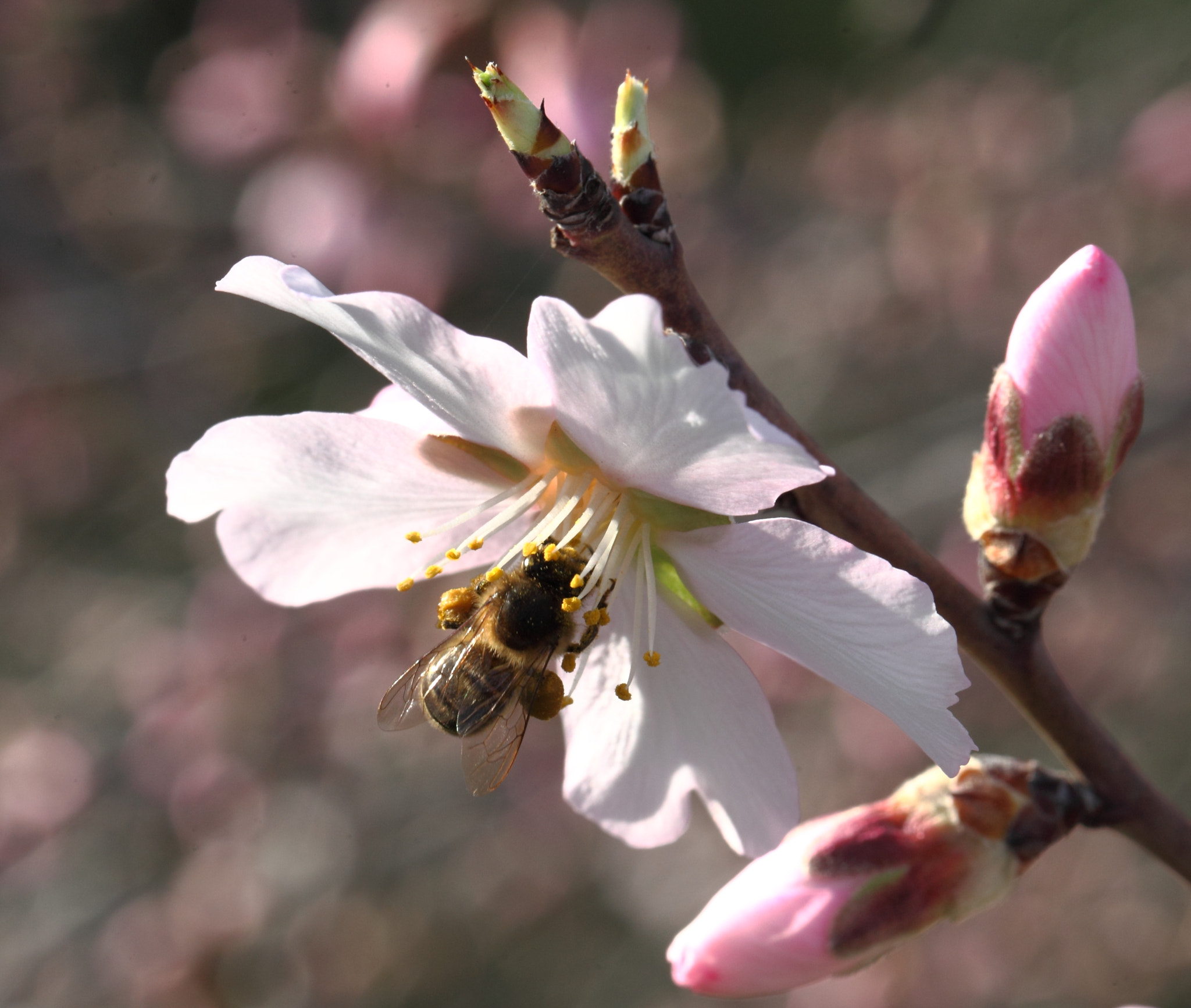 Canon EF 100mm F2.8L Macro IS USM sample photo. Jpg photography