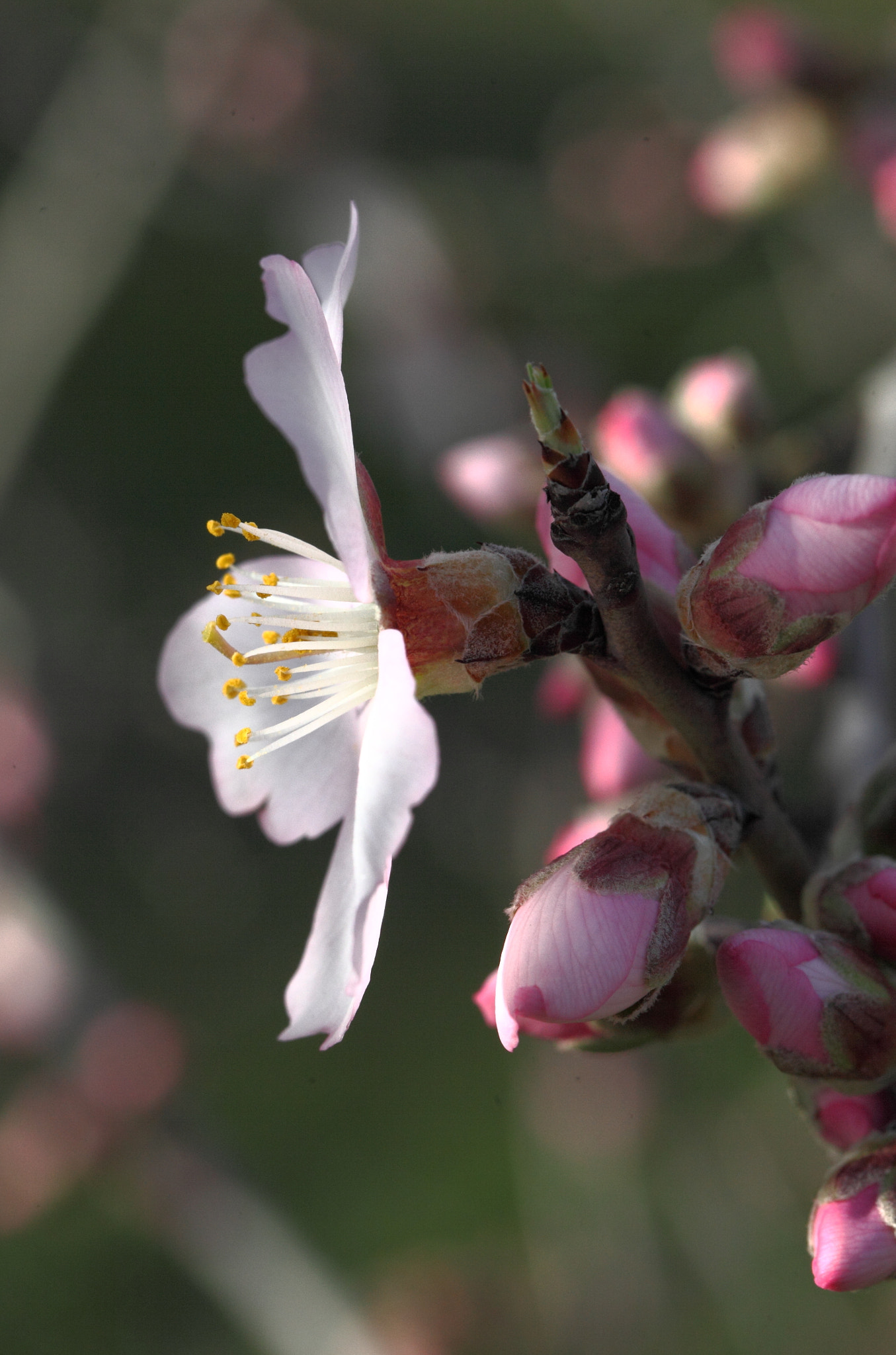 Canon EF 100mm F2.8L Macro IS USM sample photo. Jpg photography