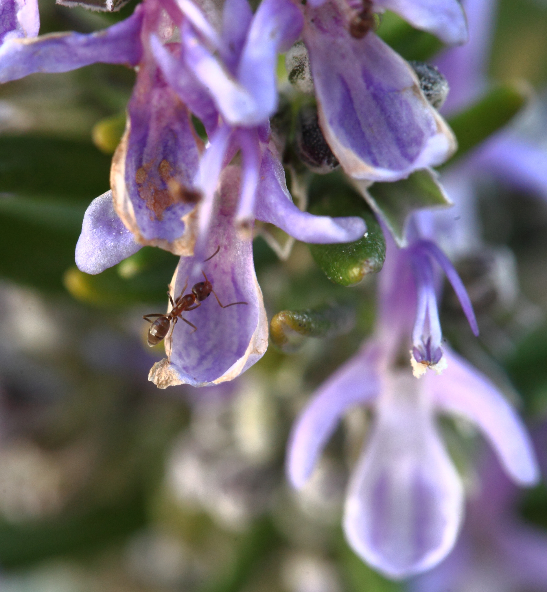 Canon EF 100mm F2.8L Macro IS USM sample photo. Jpg photography