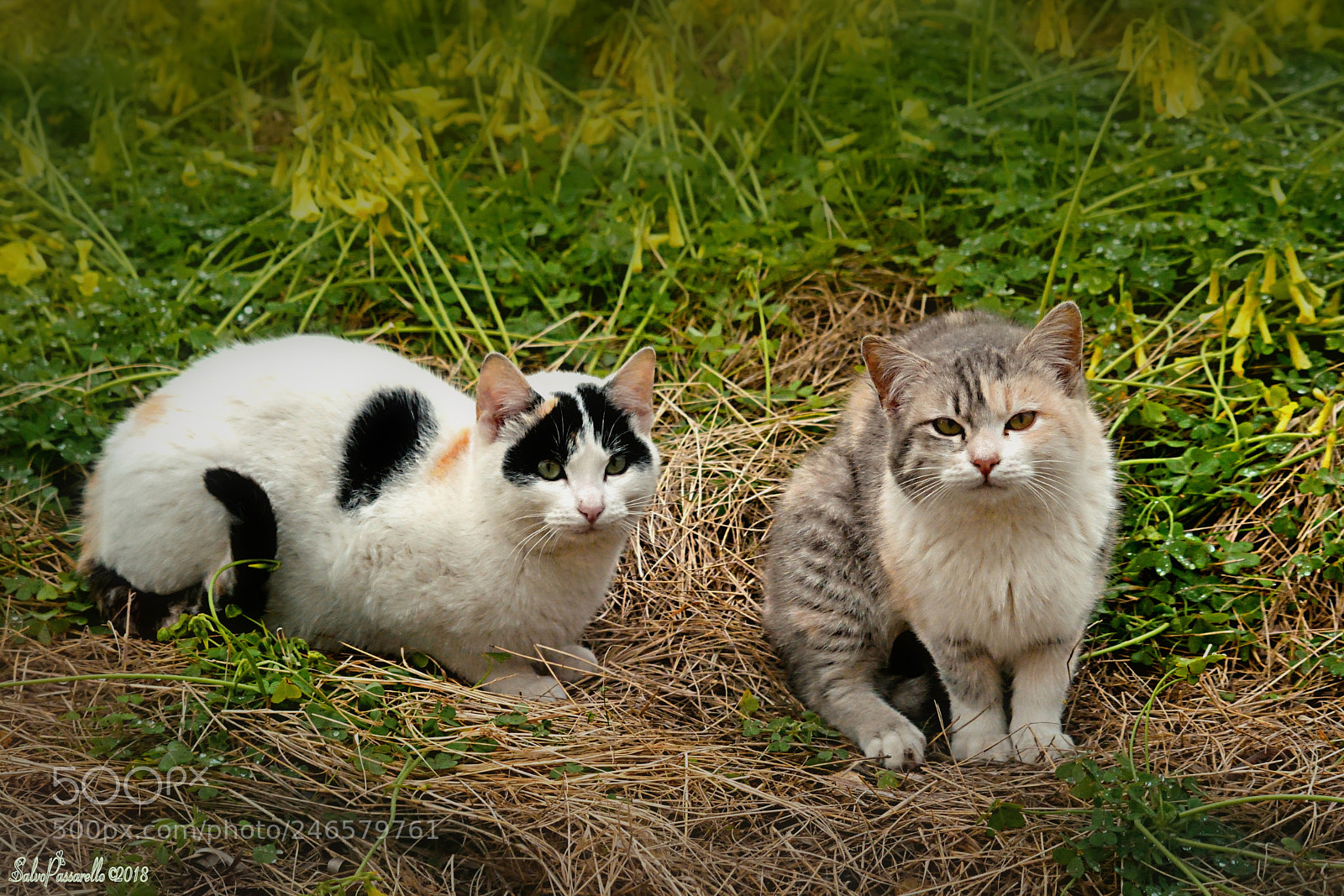 Nikon D5200 sample photo. Sweet tender friends photography