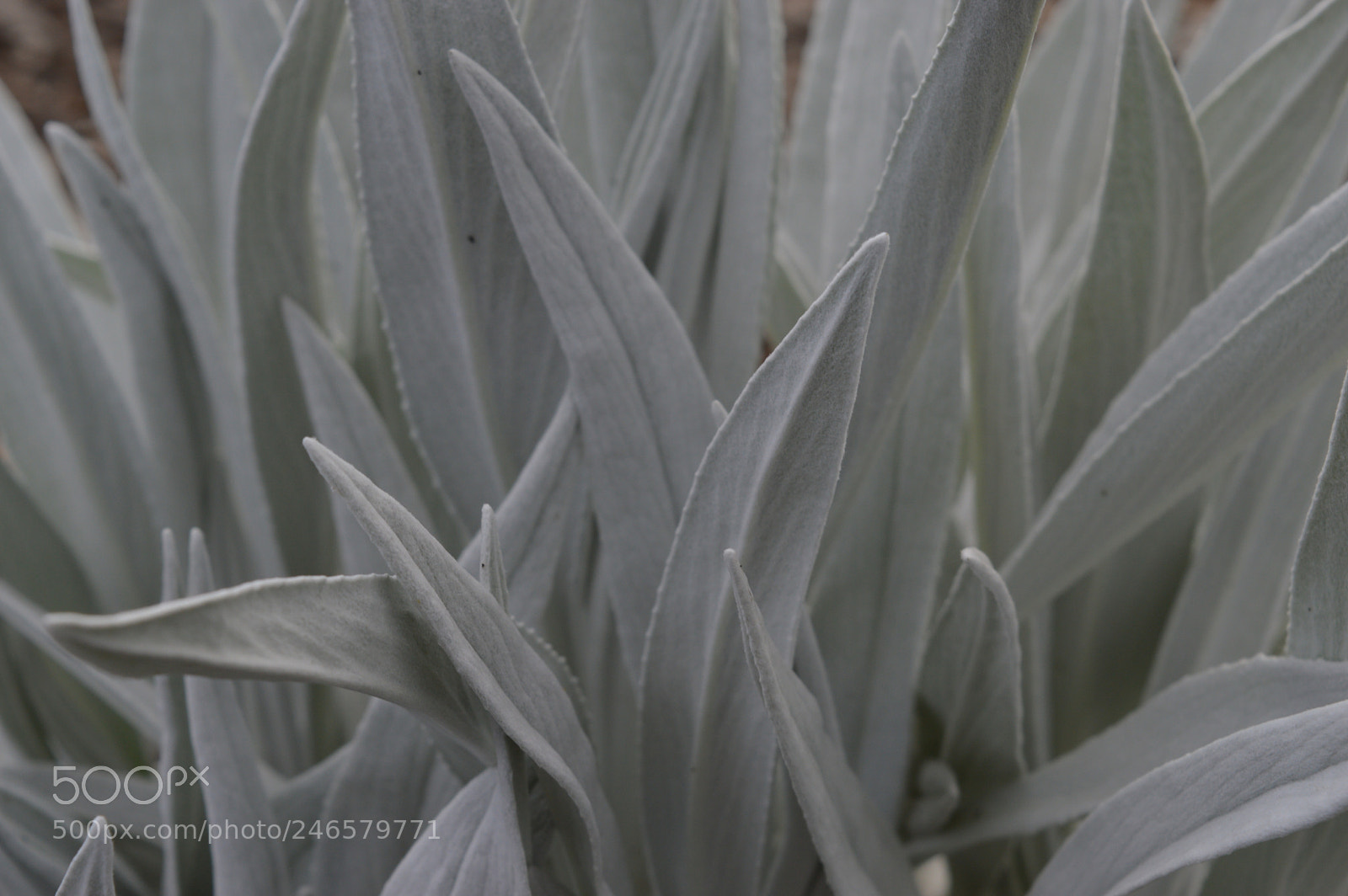 Nikon D3200 sample photo. White nature photography