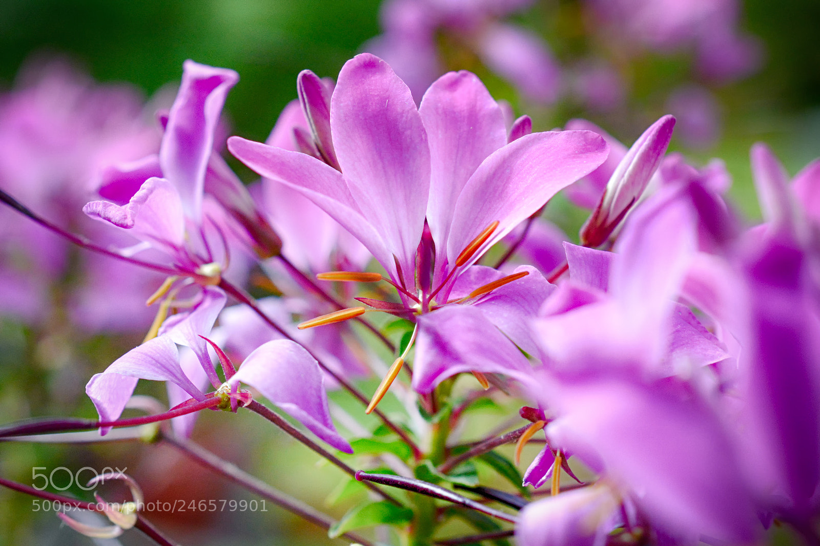 Nikon D7100 sample photo. 0110 photography