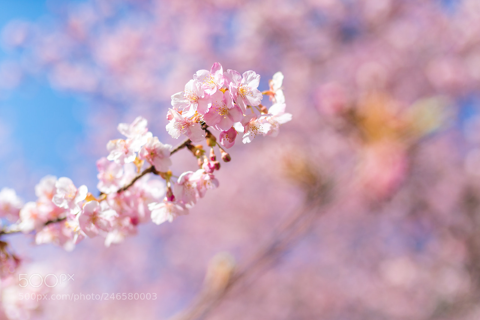 Sony a7R II sample photo. Kawadusakura photography