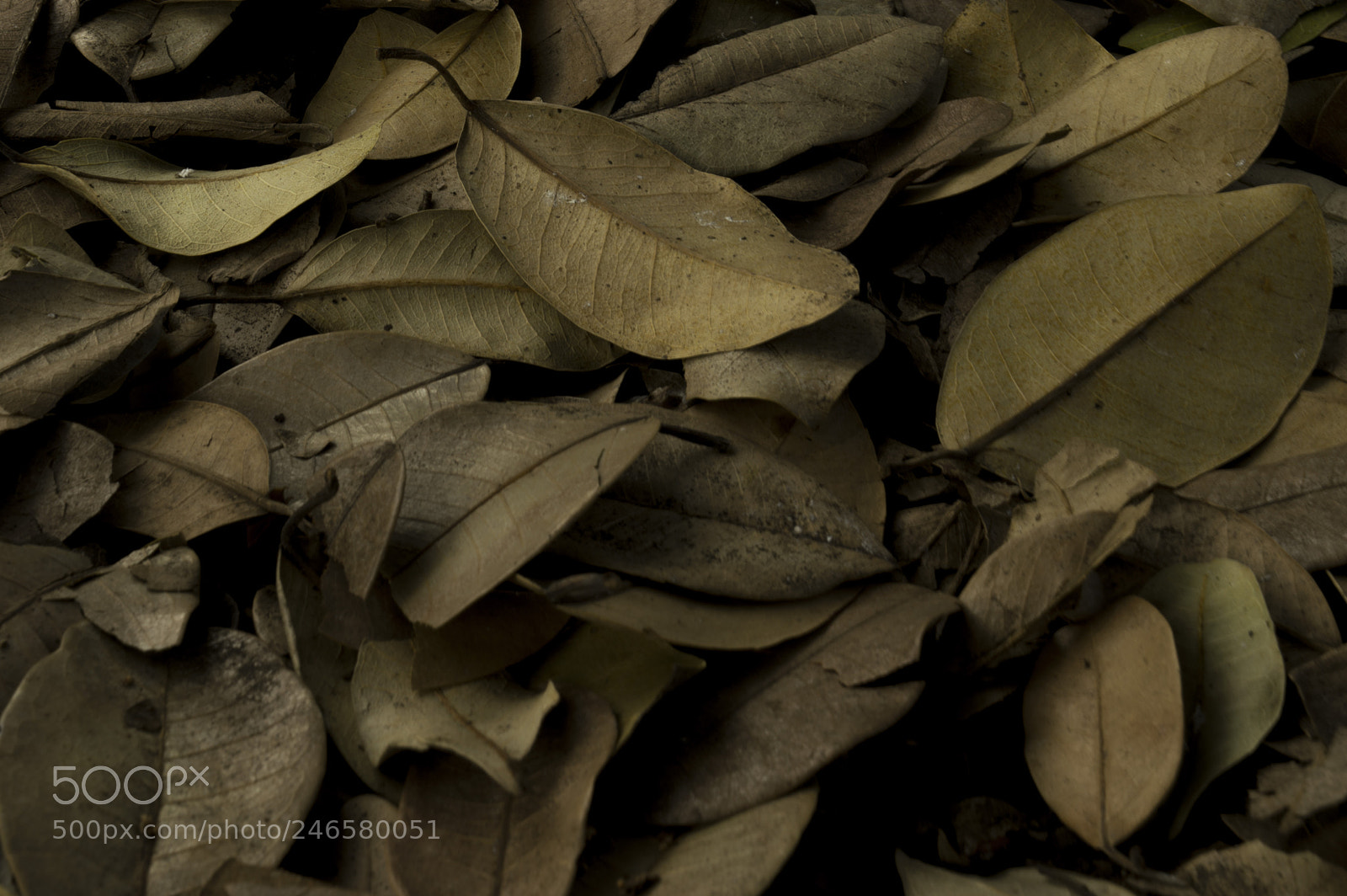 Nikon D3200 sample photo. Dry leafs photography