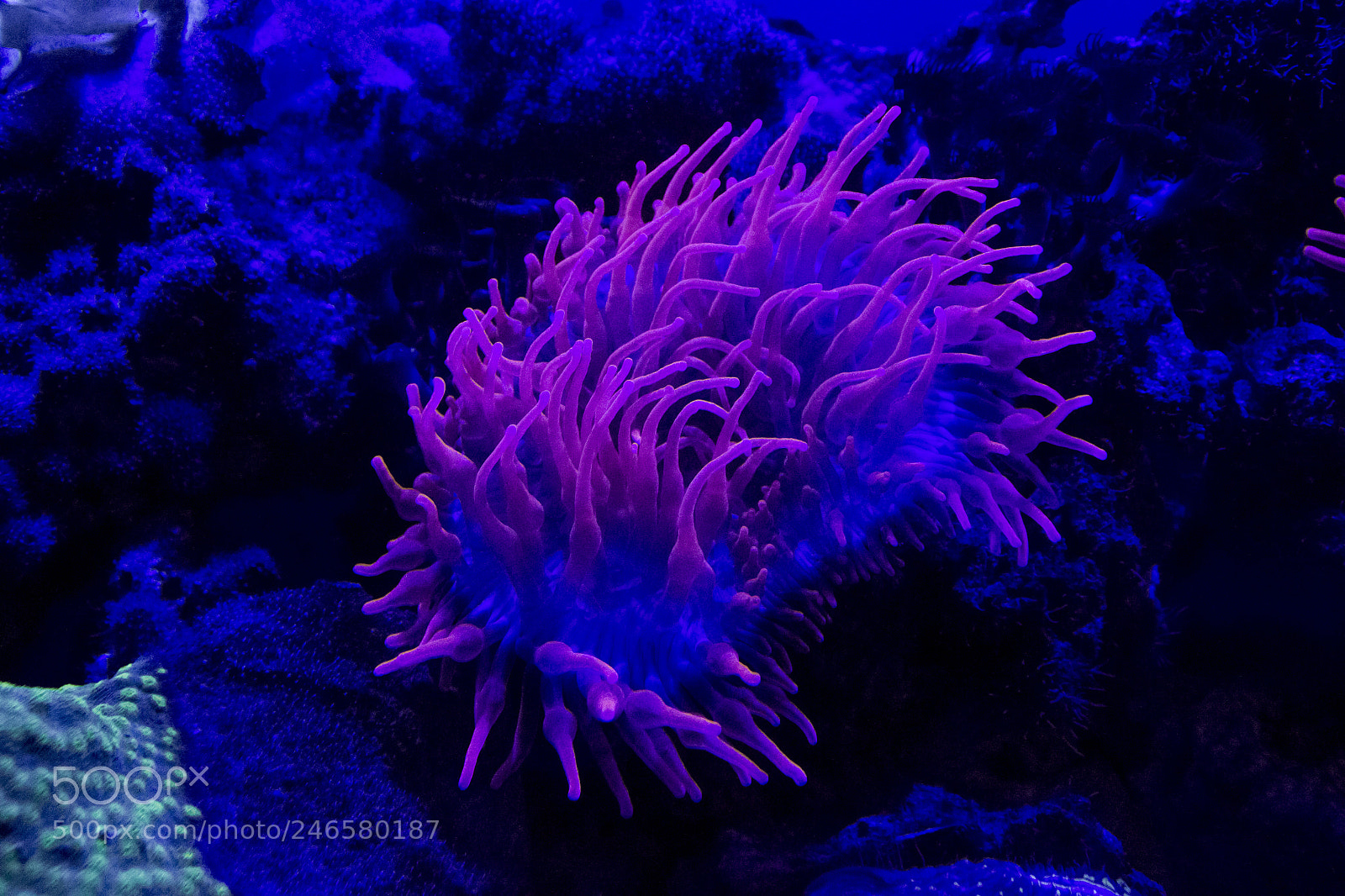 Canon EOS 600D (Rebel EOS T3i / EOS Kiss X5) sample photo. Luminescent anemone photography