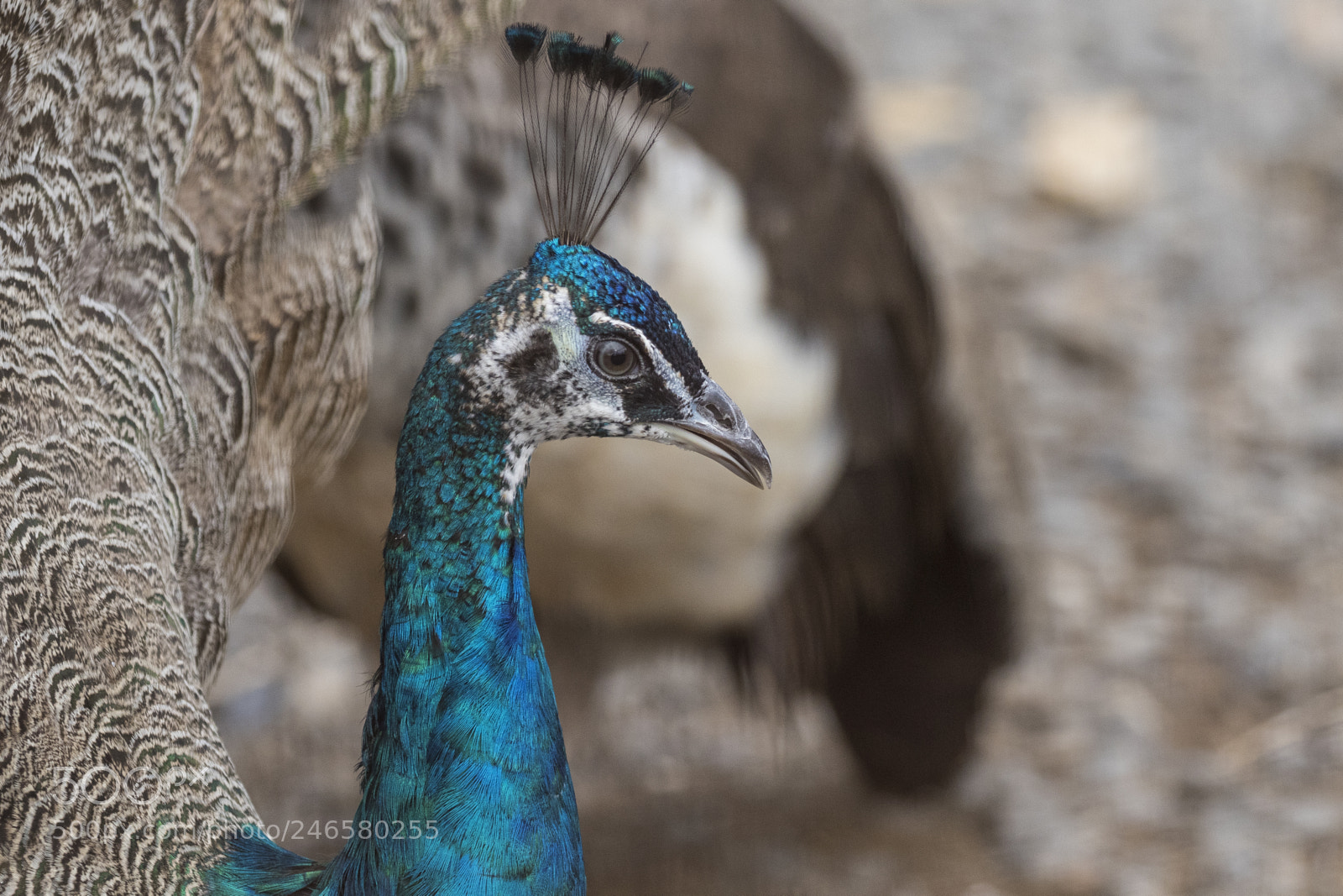 Canon EOS 7D Mark II sample photo. Portrait photography