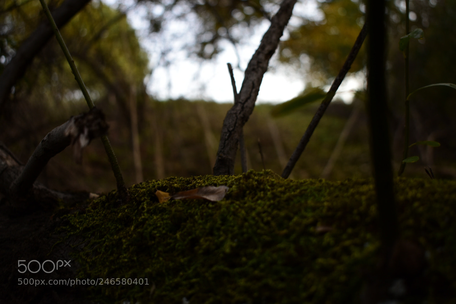 Nikon D3400 sample photo. Forest photography