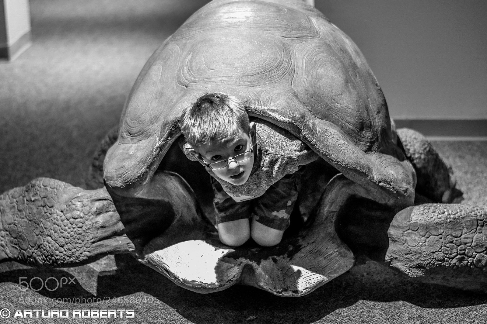 Nikon D5500 sample photo. Strange turtle photography