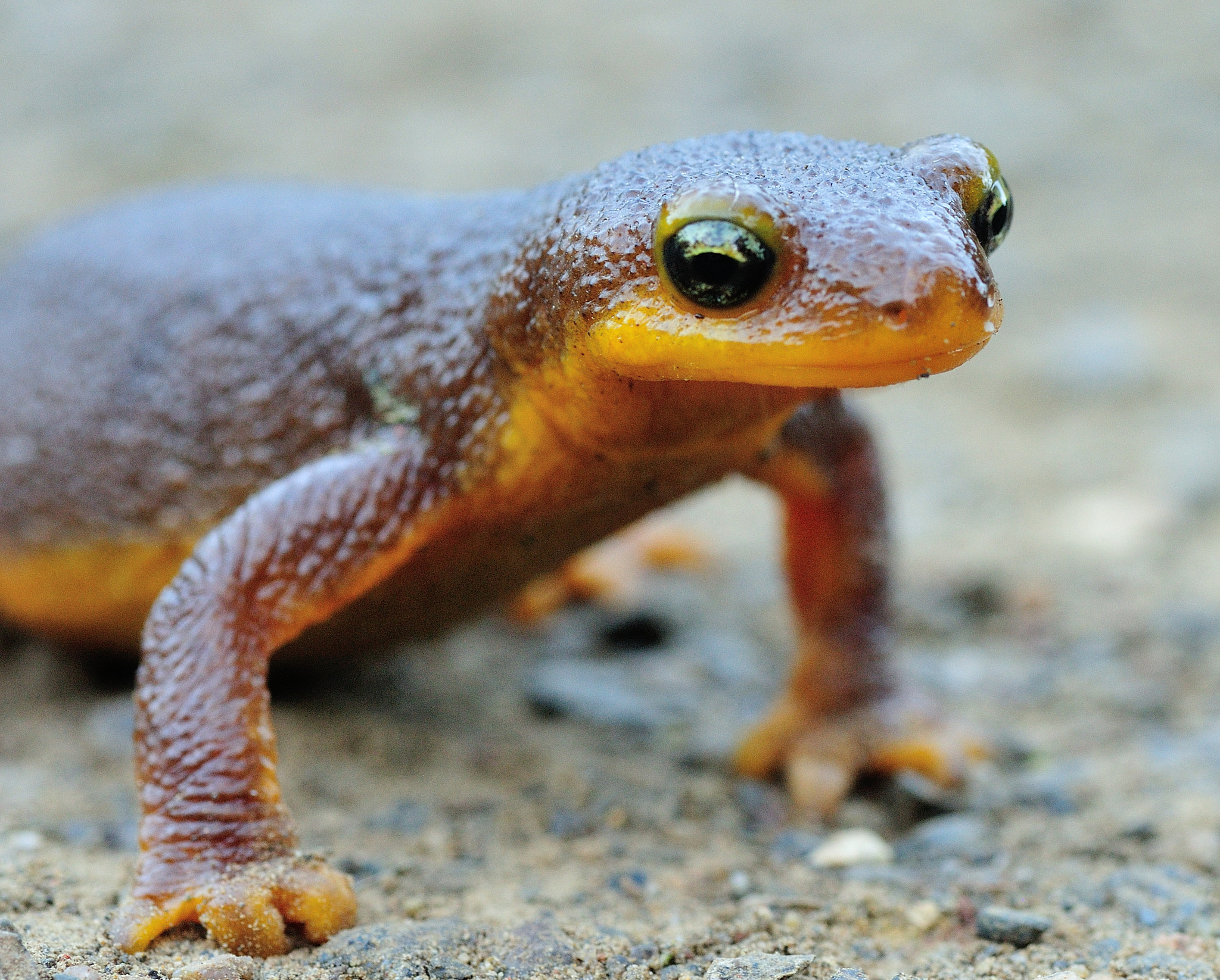 Nikon D300S + Tamron SP 90mm F2.8 Di VC USD 1:1 Macro sample photo. Why did the newt cross the road? photography